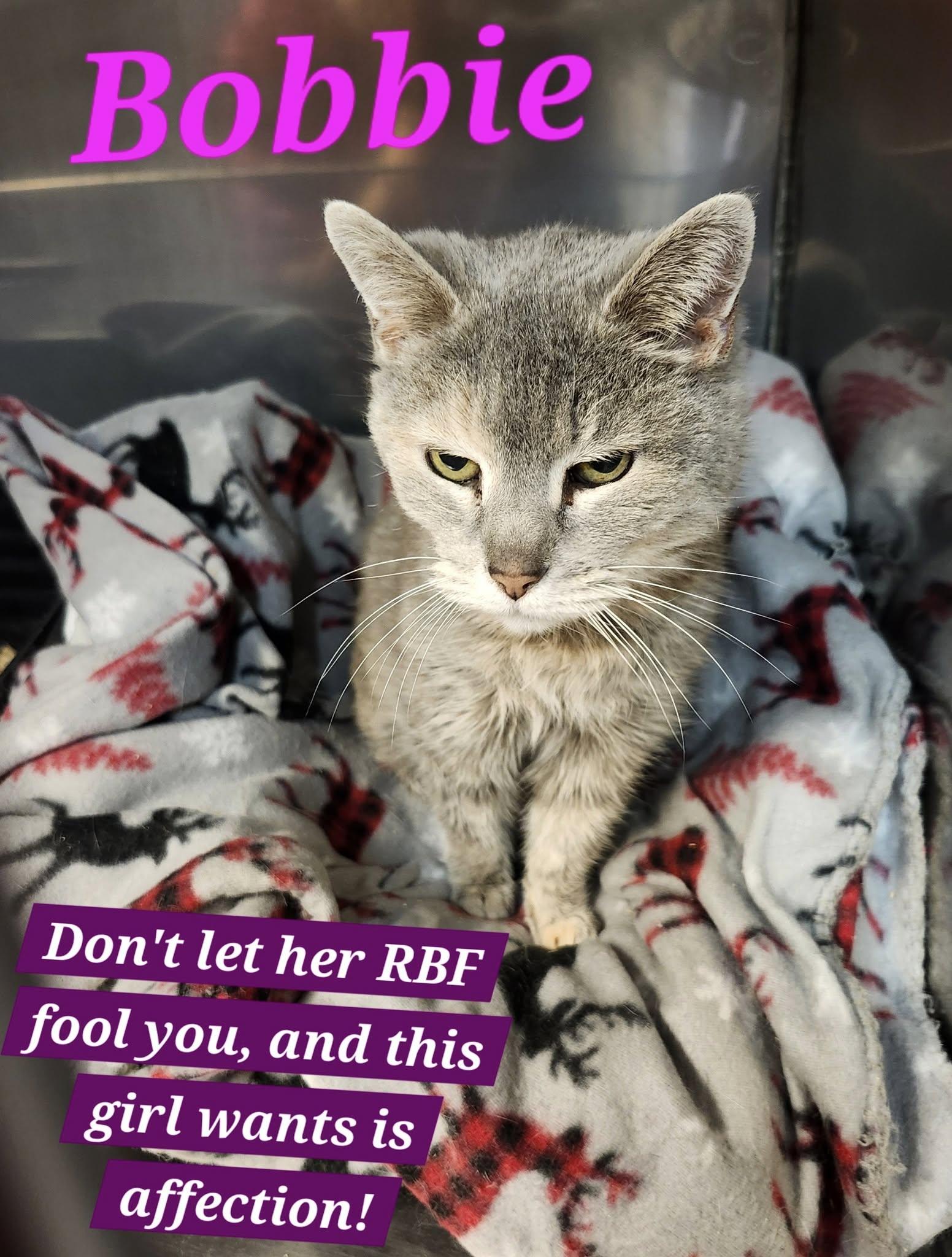 Bobbie, Adoptable, Senior Female Domestic Short Hair.