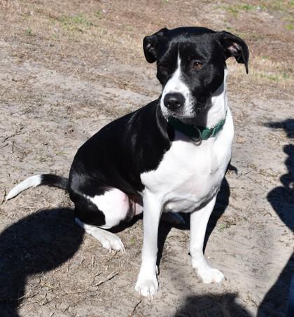 Roxie, a ADOPTABLE mixed breed in Inverness, FL image 2/2