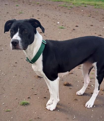 Roxie, ADOPTABLE, Young Female Pit Bull Terrier & Pointer.