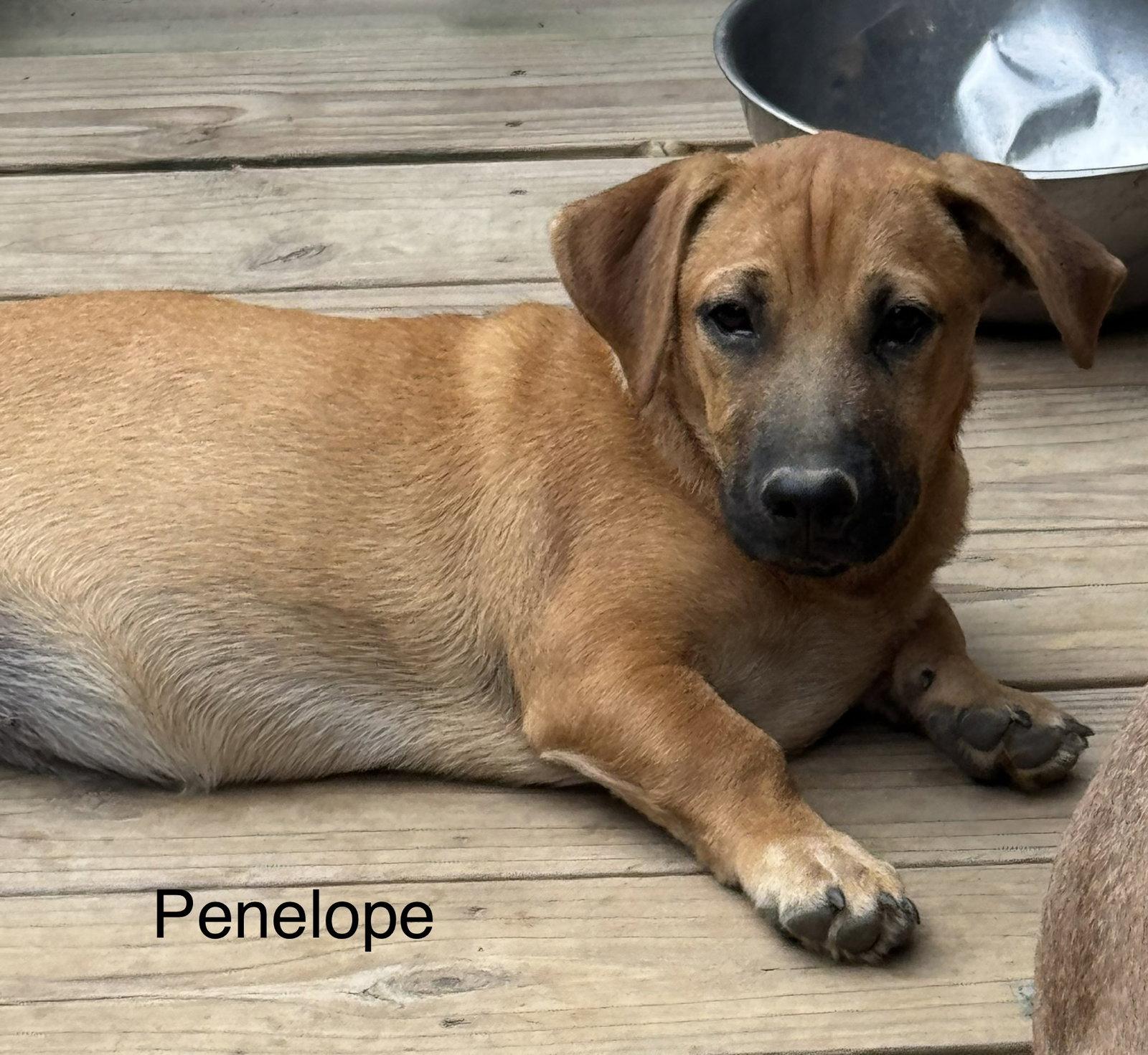 Penolope 4 months AVA 9/30, Adoptable, Young Female Labrador Retriever.