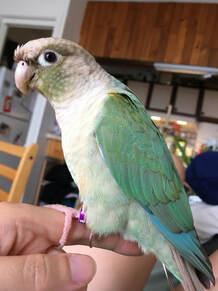 Nalu, Adopted, Young Male Conure.