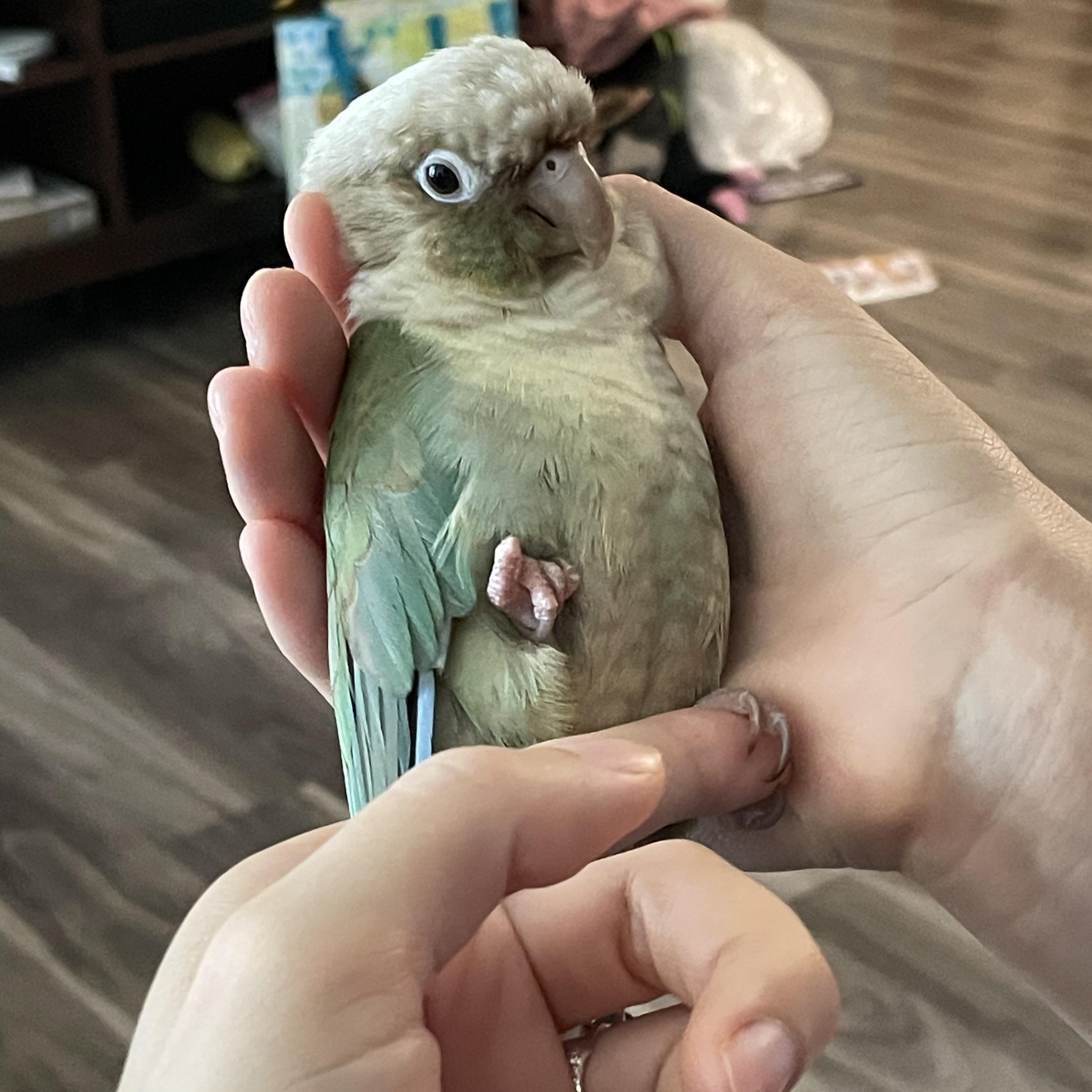Enlarge Nalu, a Adoptable Conure in San Diego, CA image 4/4