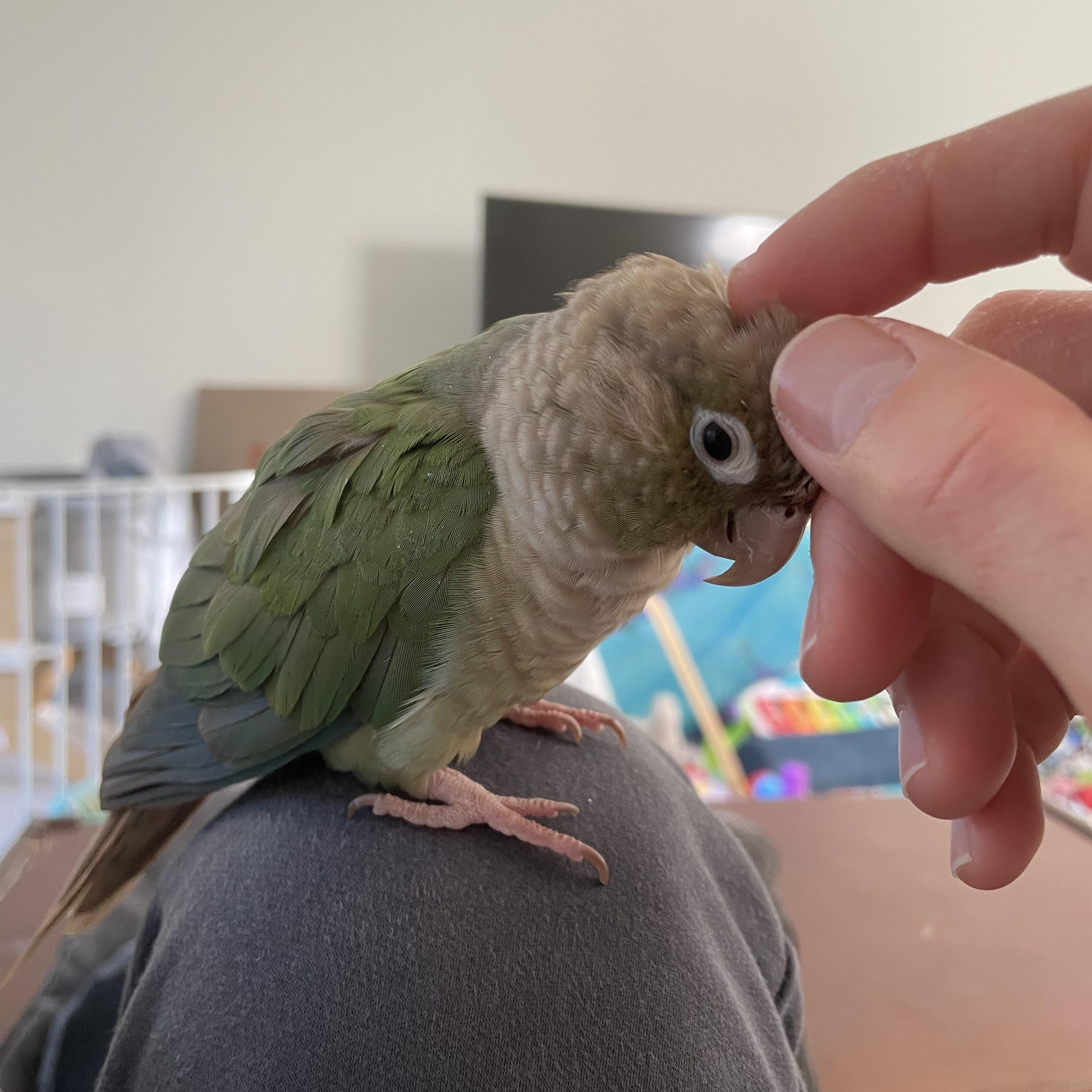 Enlarge Nalu, a Adoptable Conure in San Diego, CA image 3/4