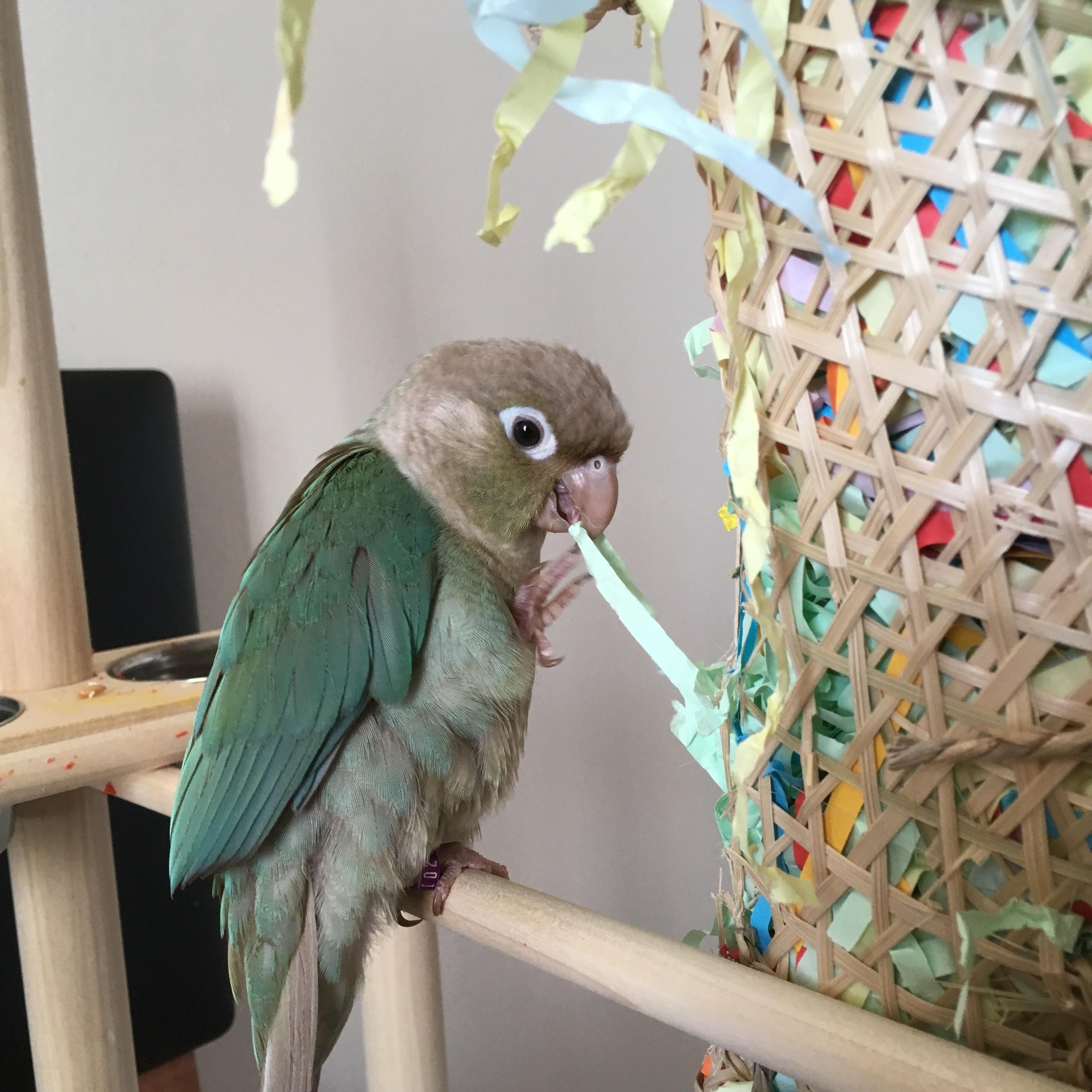 Enlarge Nalu, a Adoptable Conure in San Diego, CA image 2/4