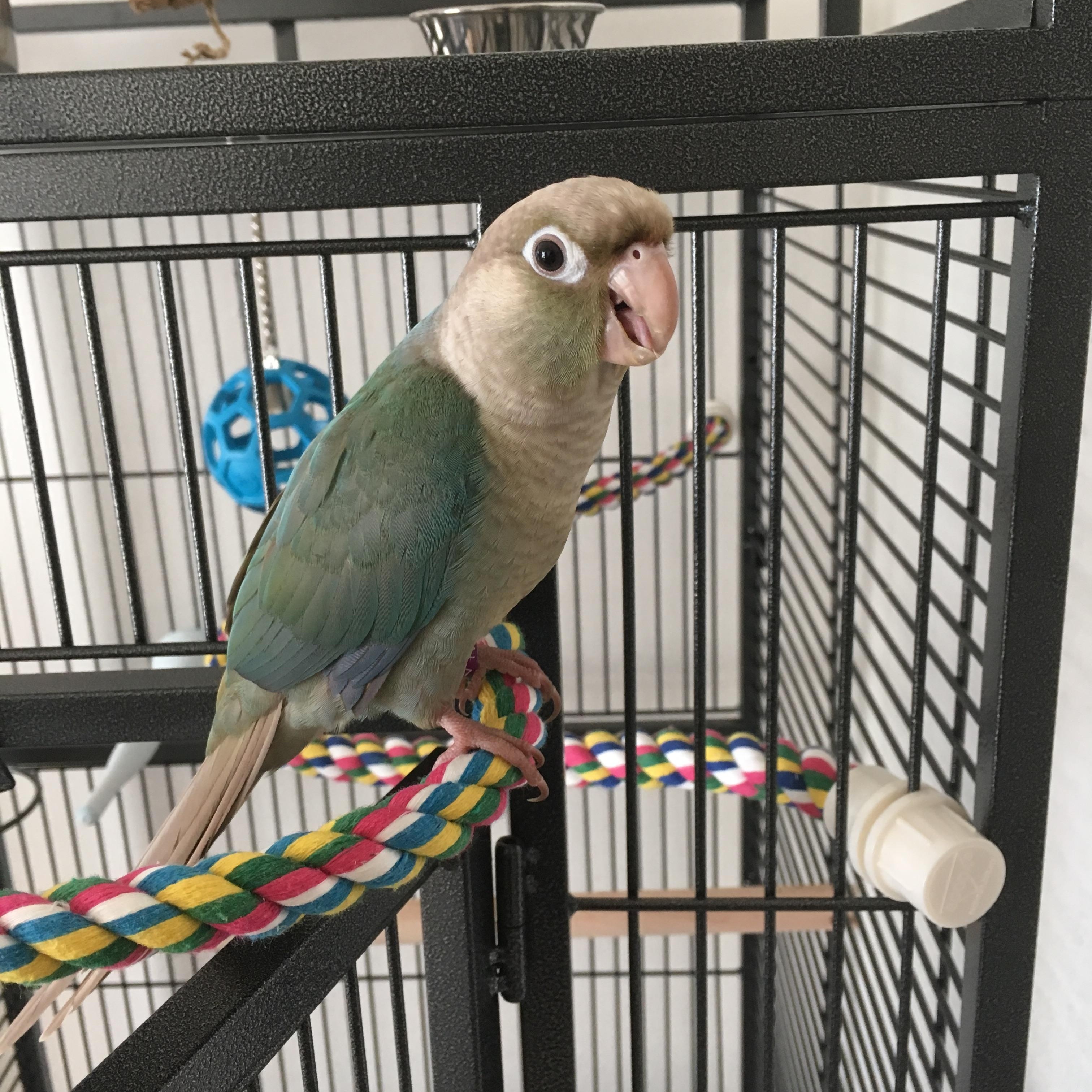 Nalu, Adoptable, Young Male Conure.