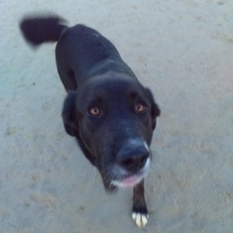Dolly, an adoptable Great Pyrenees in Douglas, WY, 82633 | Photo Image 1
