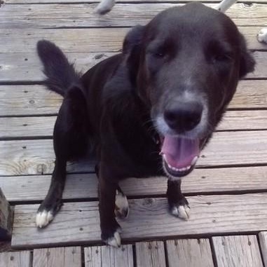 Dolly, an adoptable Great Pyrenees in Douglas, WY, 82633 | Photo Image 2
