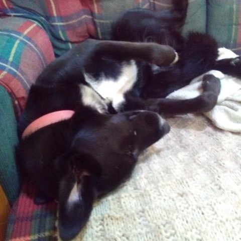 Dolly, an adoptable Great Pyrenees in Douglas, WY, 82633 | Photo Image 5