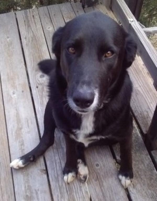 Dolly, an adoptable Great Pyrenees in Douglas, WY, 82633 | Photo Image 6