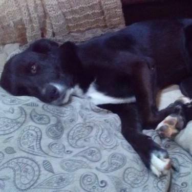 Dolly, an adoptable Great Pyrenees in Douglas, WY, 82633 | Photo Image 4