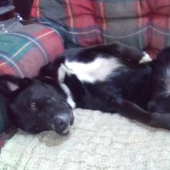 Dolly, an adoptable Great Pyrenees in Douglas, WY, 82633 | Photo Image 3