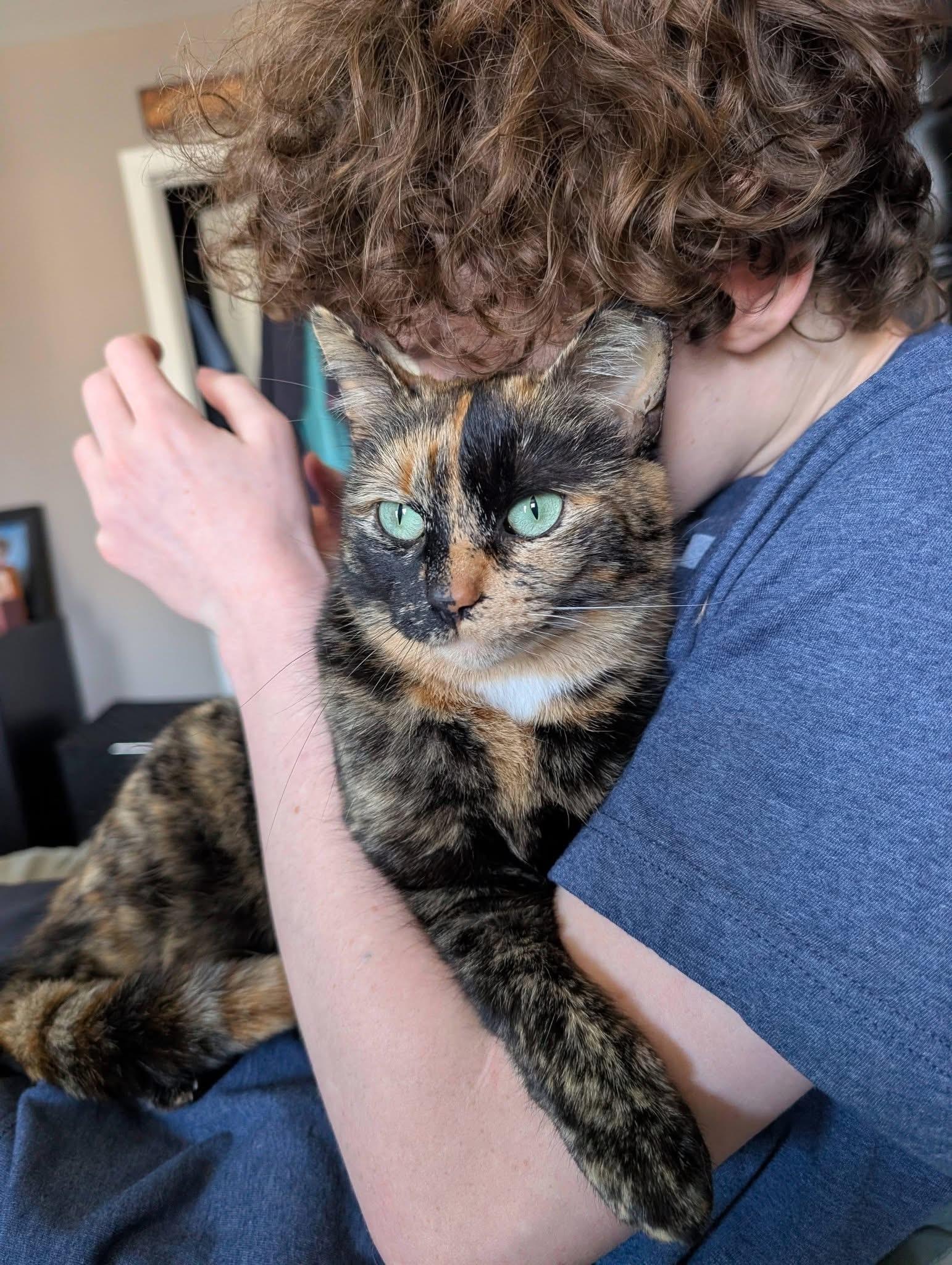 Enlarge Torti, an adoption pending Domestic Short Hair in Pleasantville, NJ image 3/5