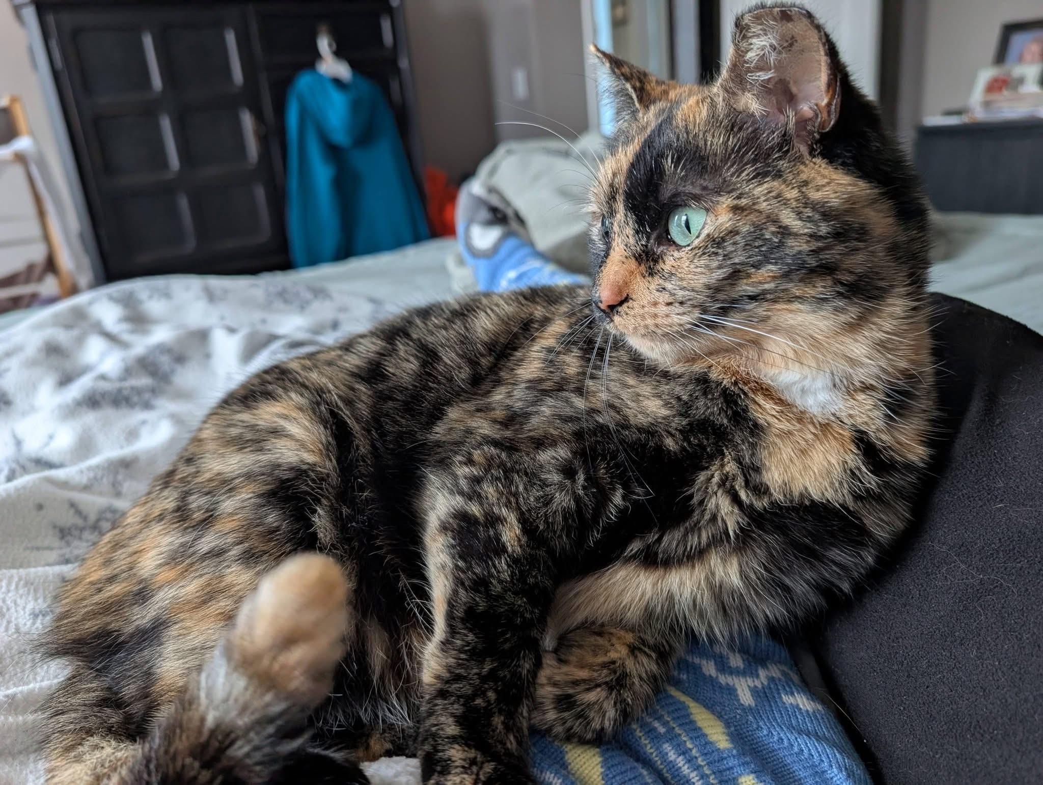 Enlarge Torti, an adoption pending Domestic Short Hair in Pleasantville, NJ image 2/5