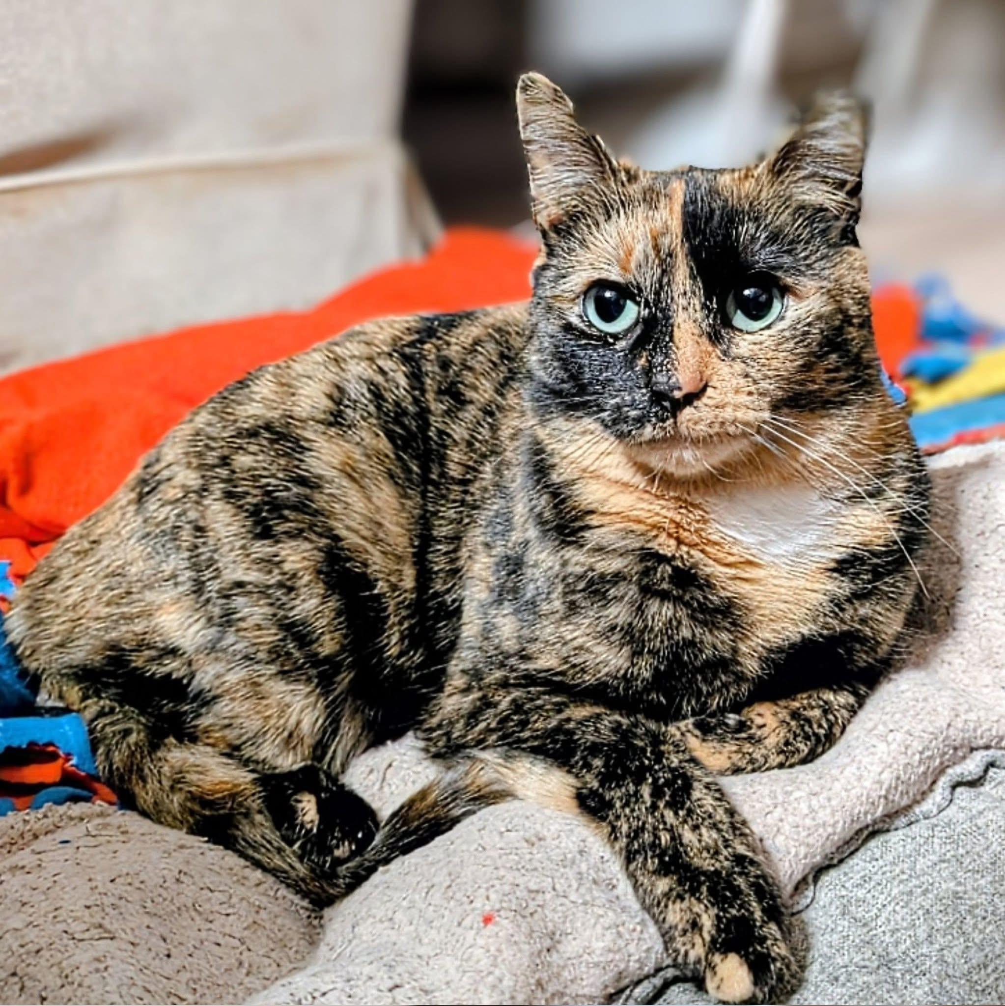 Enlarge Torti, an adoption pending Domestic Short Hair in Pleasantville, NJ image 1/5