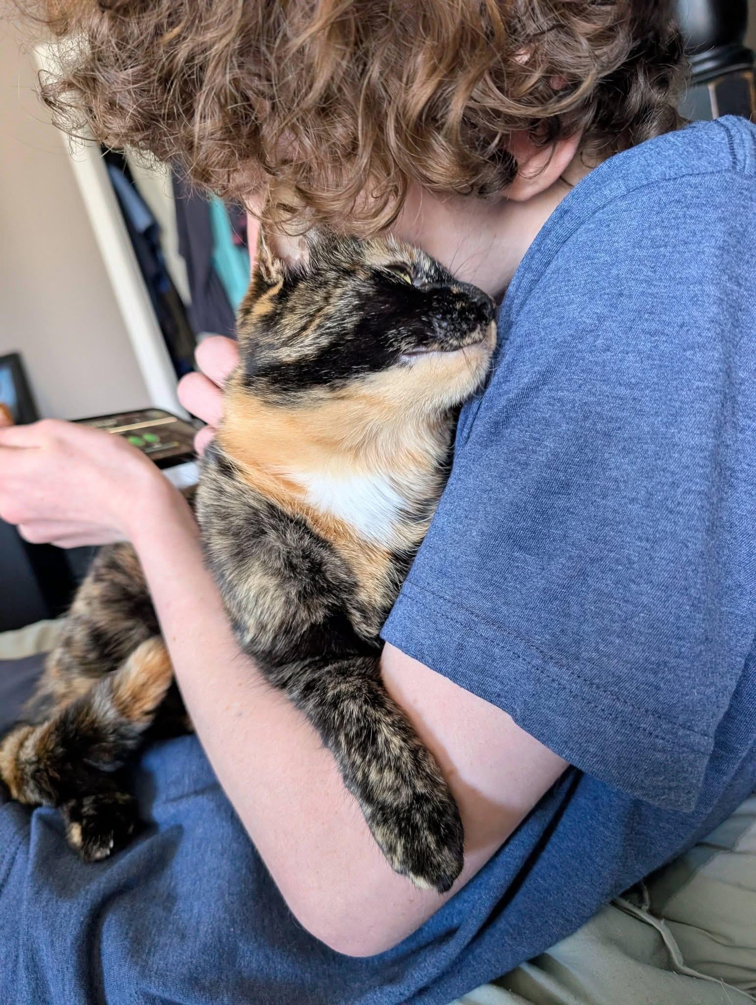 Enlarge Torti, an adoption pending Domestic Short Hair in Pleasantville, NJ image 5/5