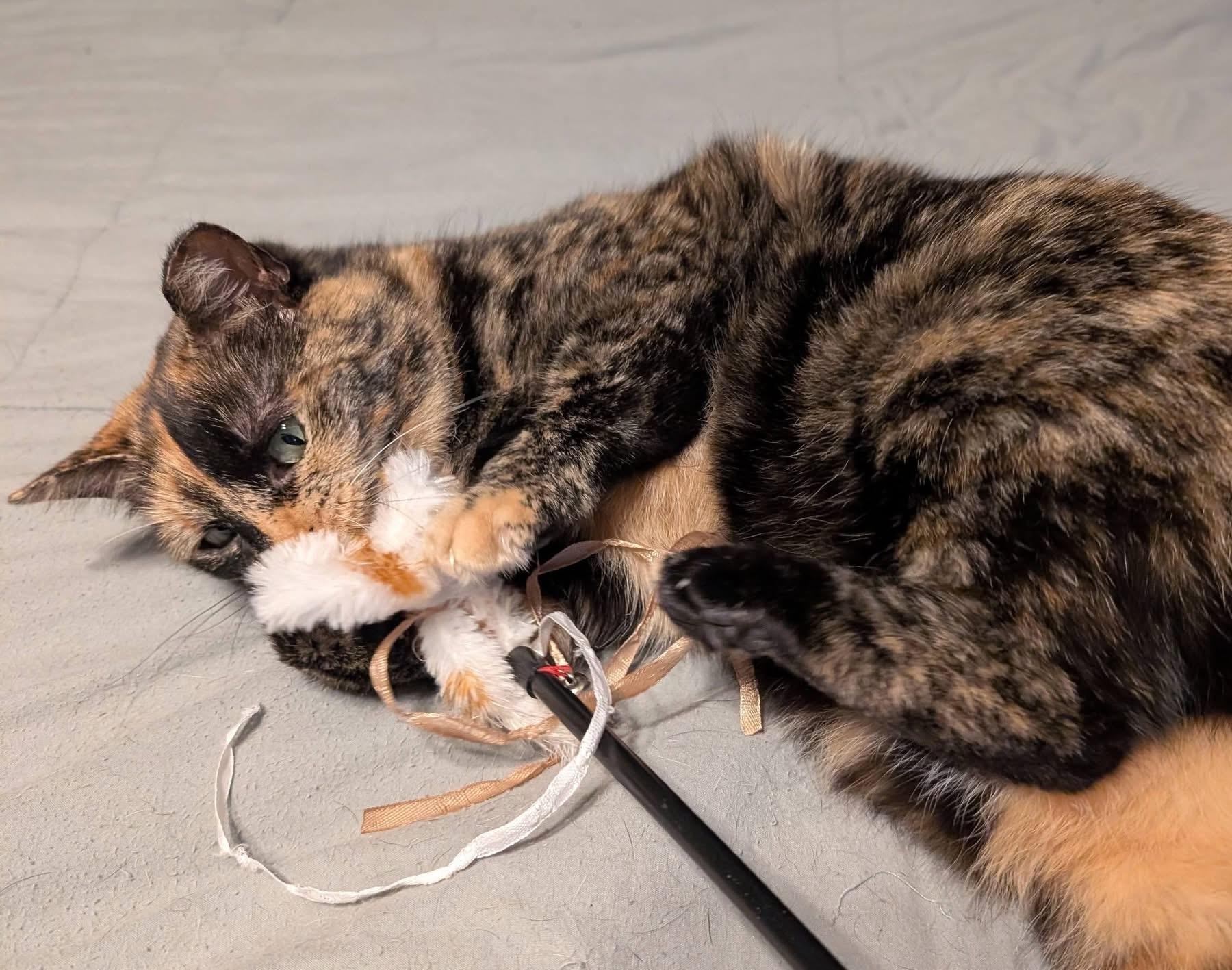 Enlarge Torti, an adoption pending Domestic Short Hair in Pleasantville, NJ image 4/5