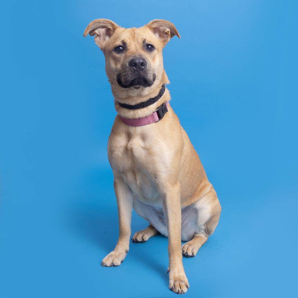 Petunia, Adoptable, Adult Female Mixed Breed.