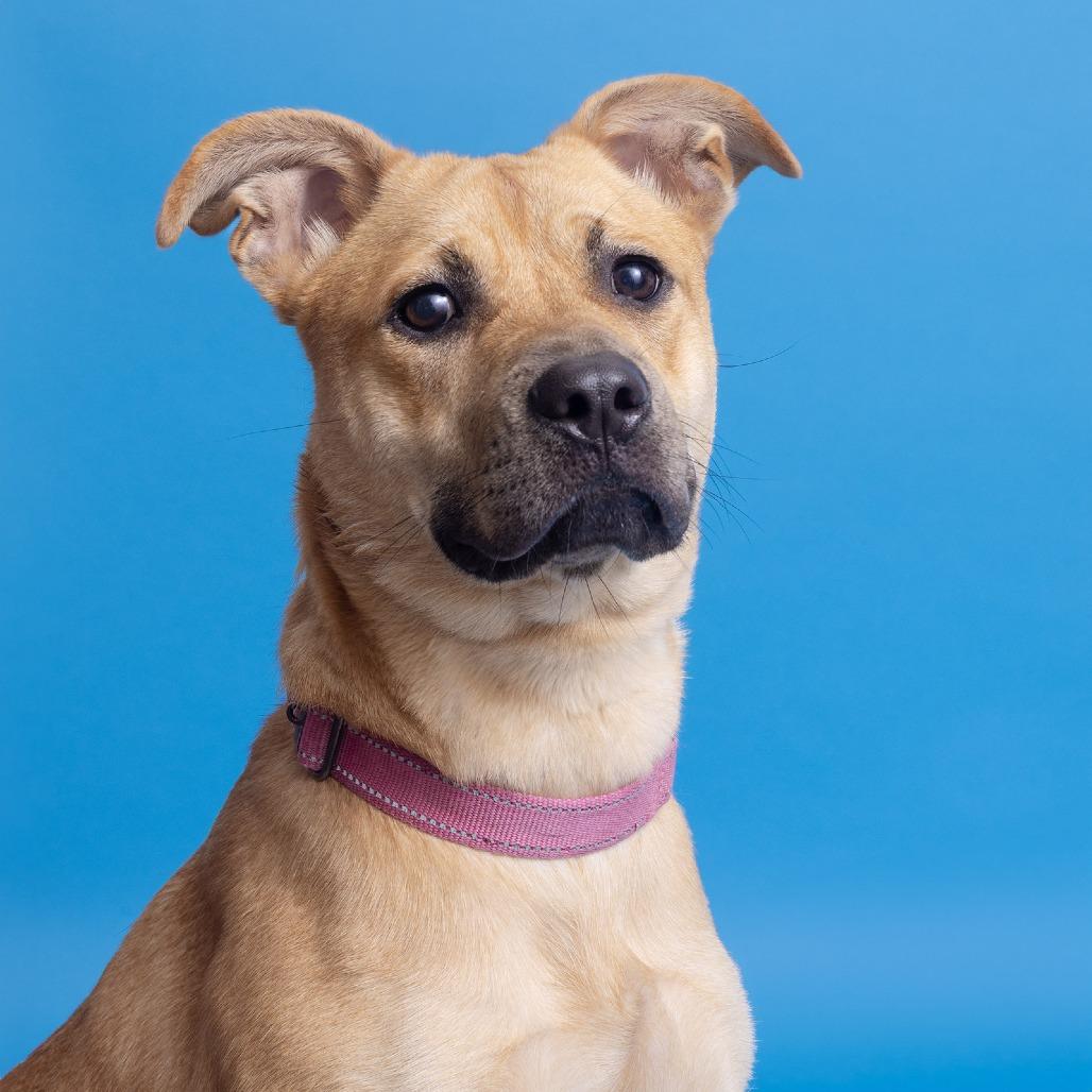 Enlarge Petunia, a Adoptable Mixed Breed in Franklin, TN image 2/2