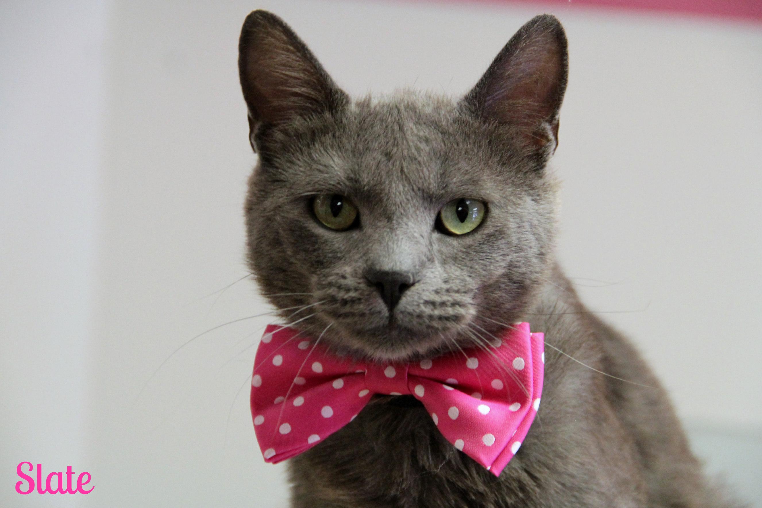 Slate, ADOPTABLE, Young Male Russian Blue & Domestic Short Hair.