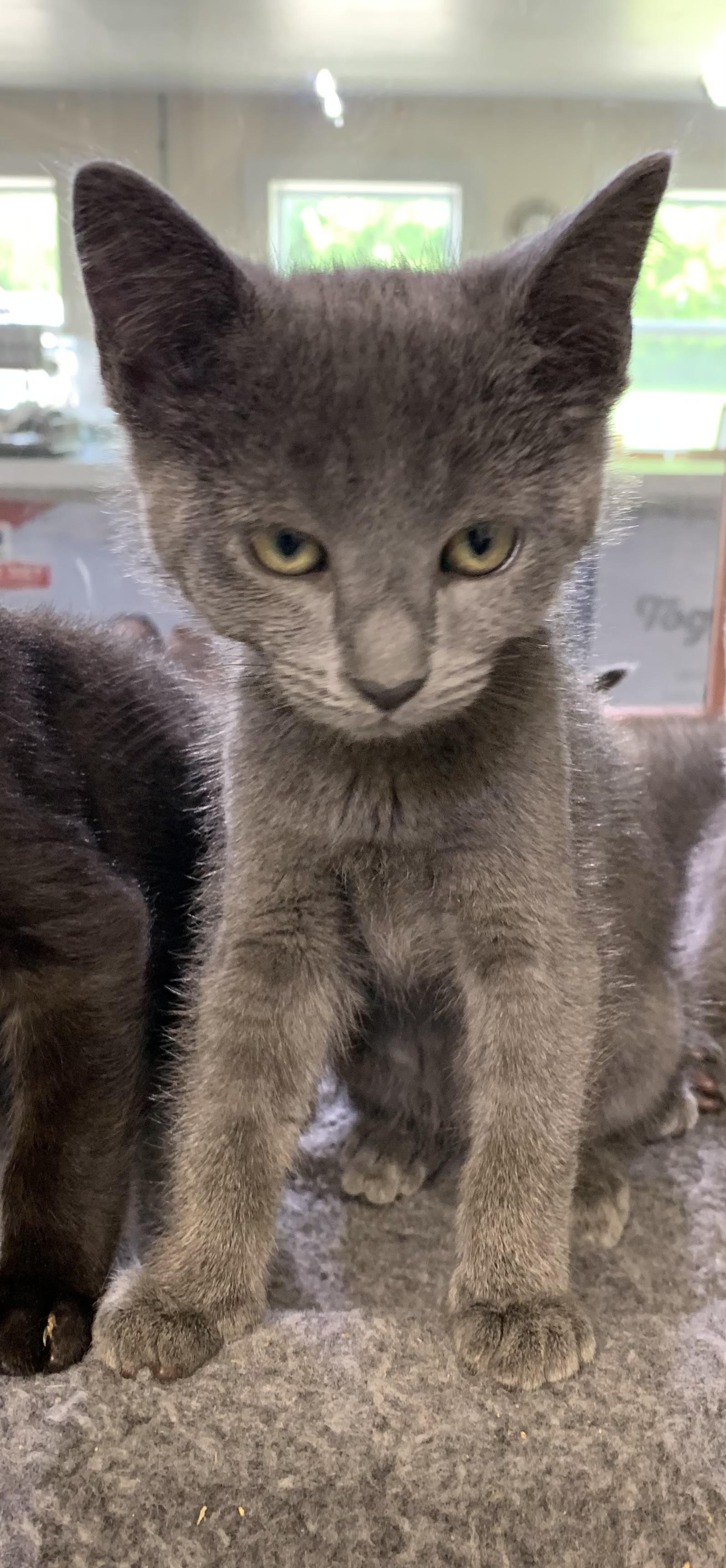 Enlarge Misty, a ADOPTABLE mixed breed in Massena, NY image 1/1
