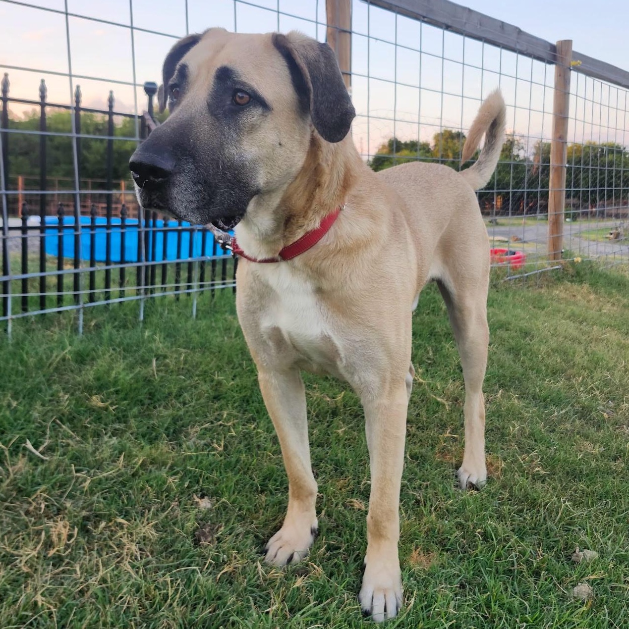 PLUTO, Adoptable, Adult Male Anatolian Shepherd & Black Mouth Cur.