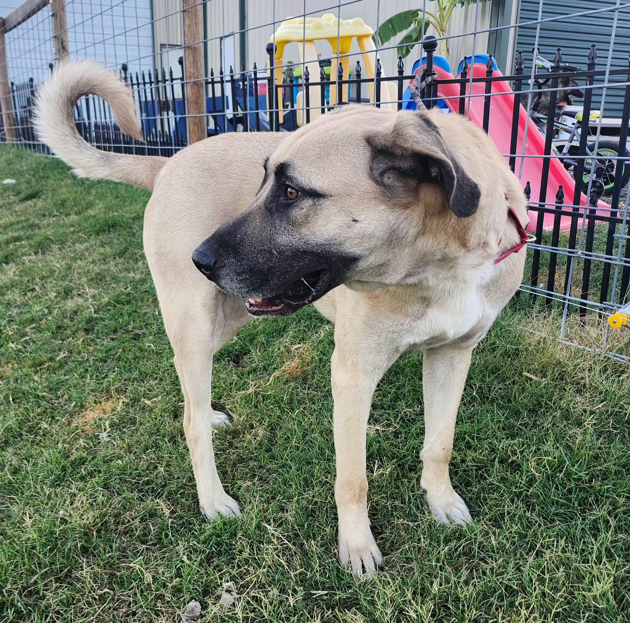 PLUTO, a Adoptable mixed breed in Weatherford, TX image 2/4