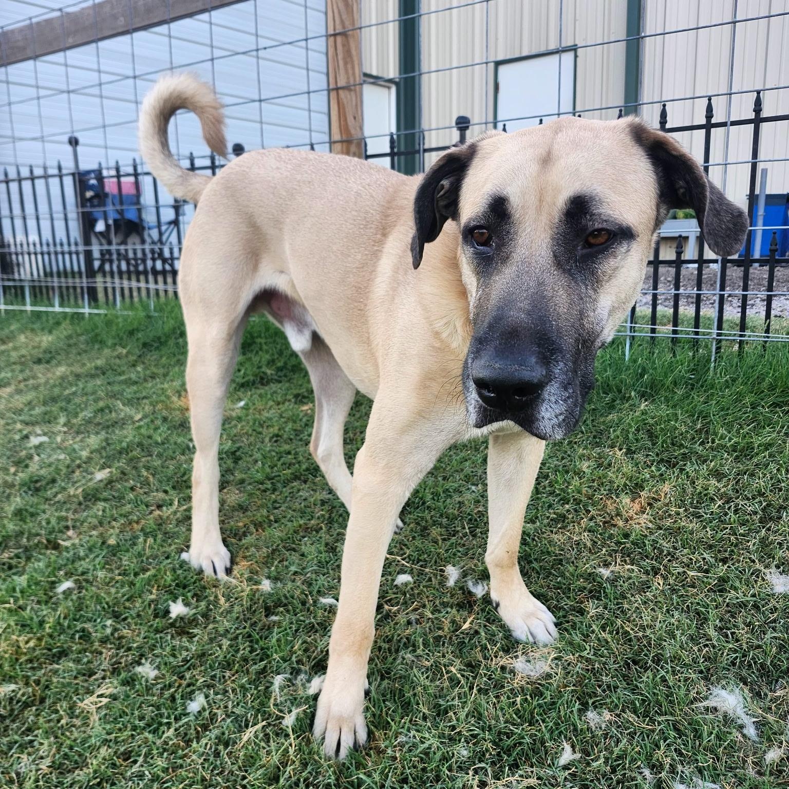 PLUTO, a Adoptable mixed breed in Weatherford, TX image 3/4