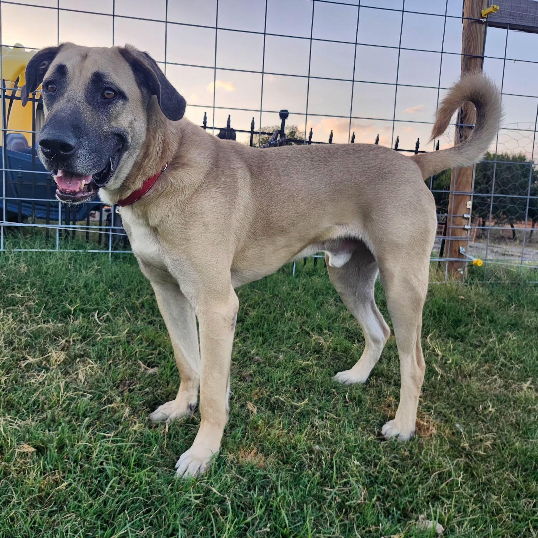PLUTO, a Adoptable mixed breed in Weatherford, TX image 4/4