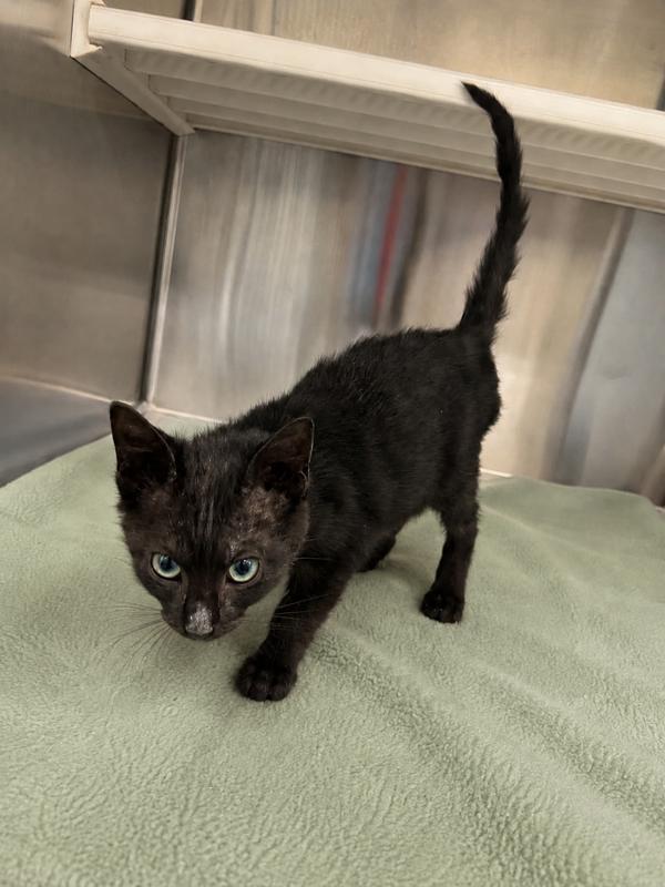 Eclipse, Adoptable, Kitten Male Domestic Short Hair.
