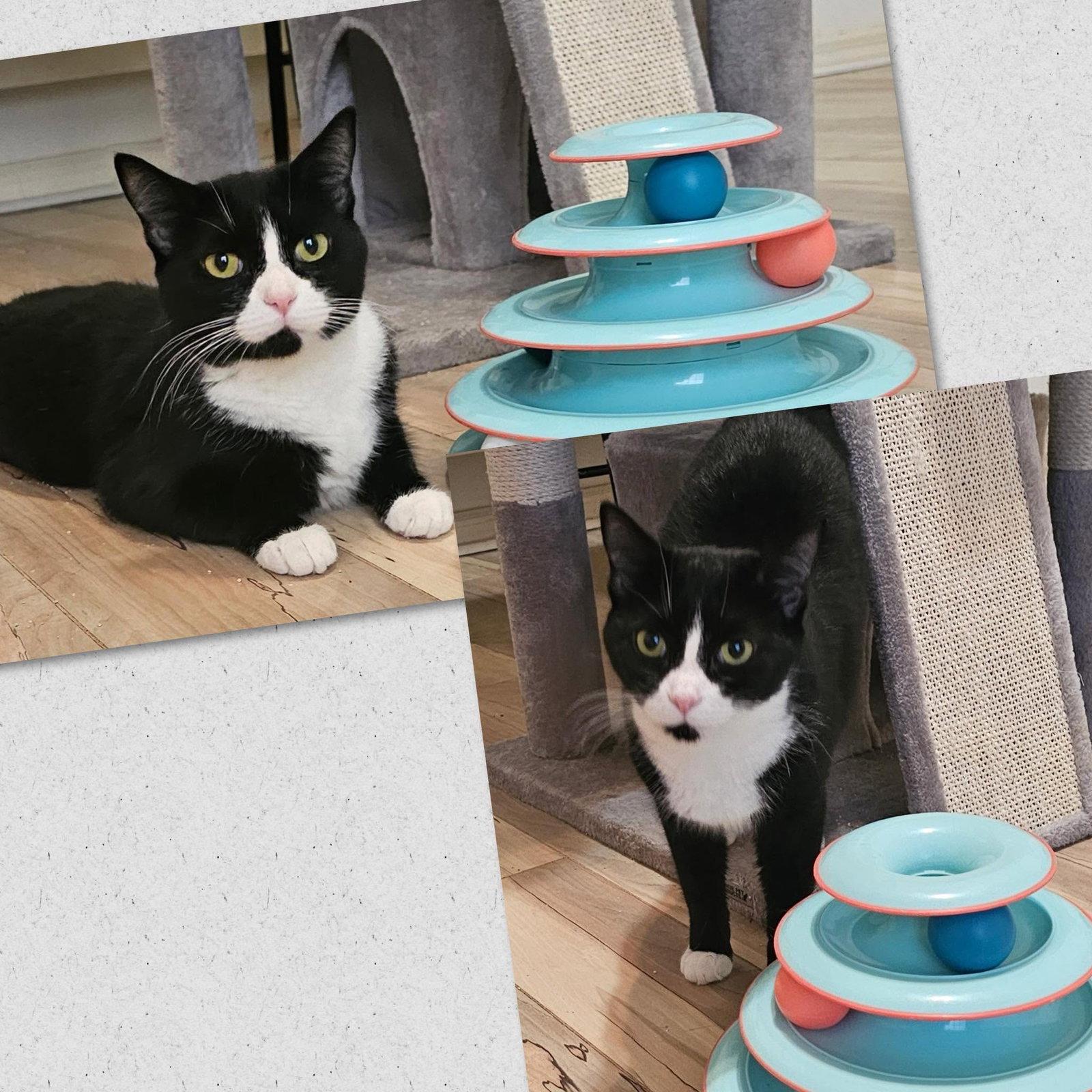 Maggie, Adoptable, Young Female Domestic Short Hair.