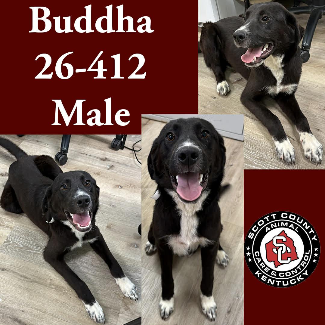 Enlarge Buddha, a Adoptable Labrador Retriever in Georgetown, KY image 1/1