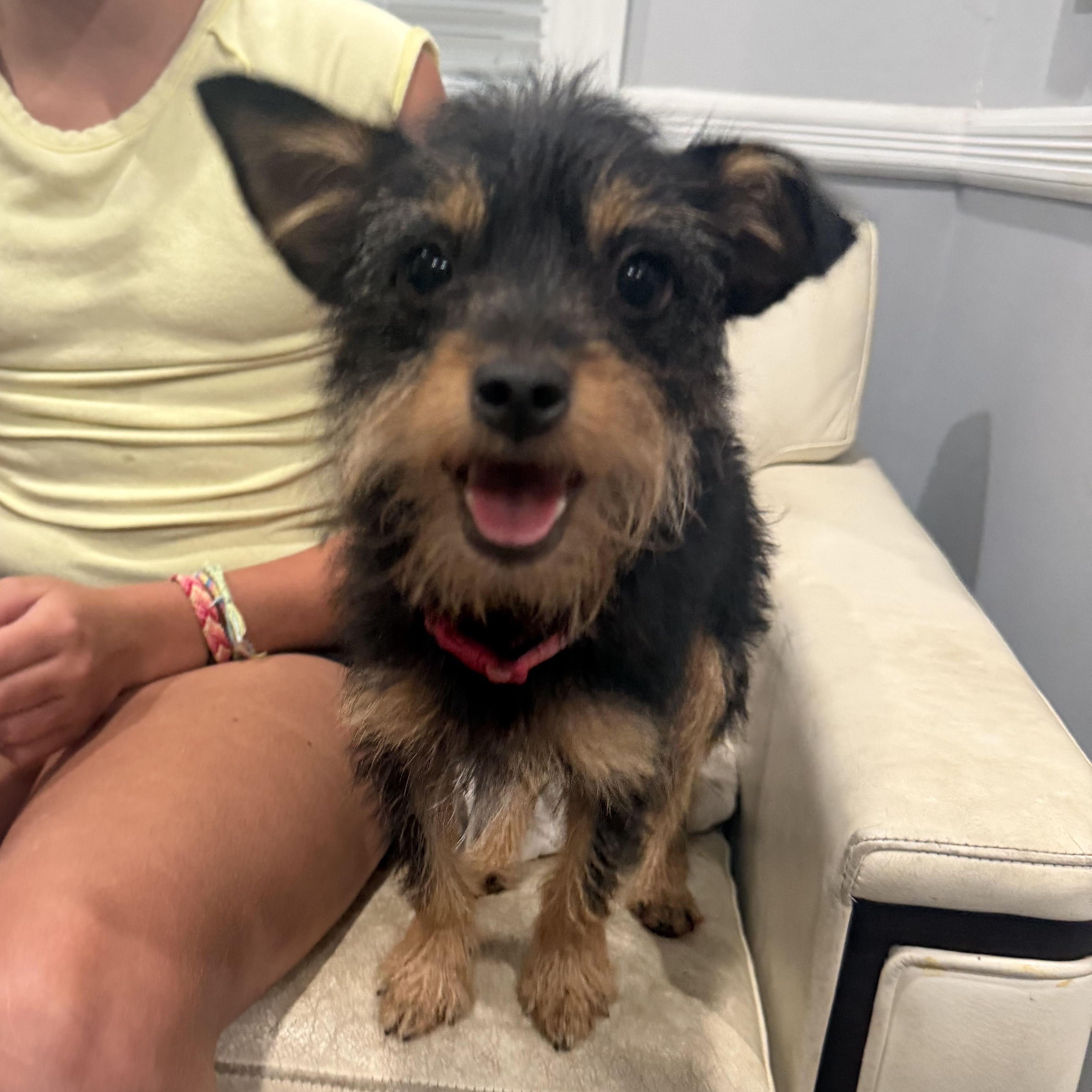 Cookie, a Adoptable mixed breed in Mahwah, NJ image 2/6