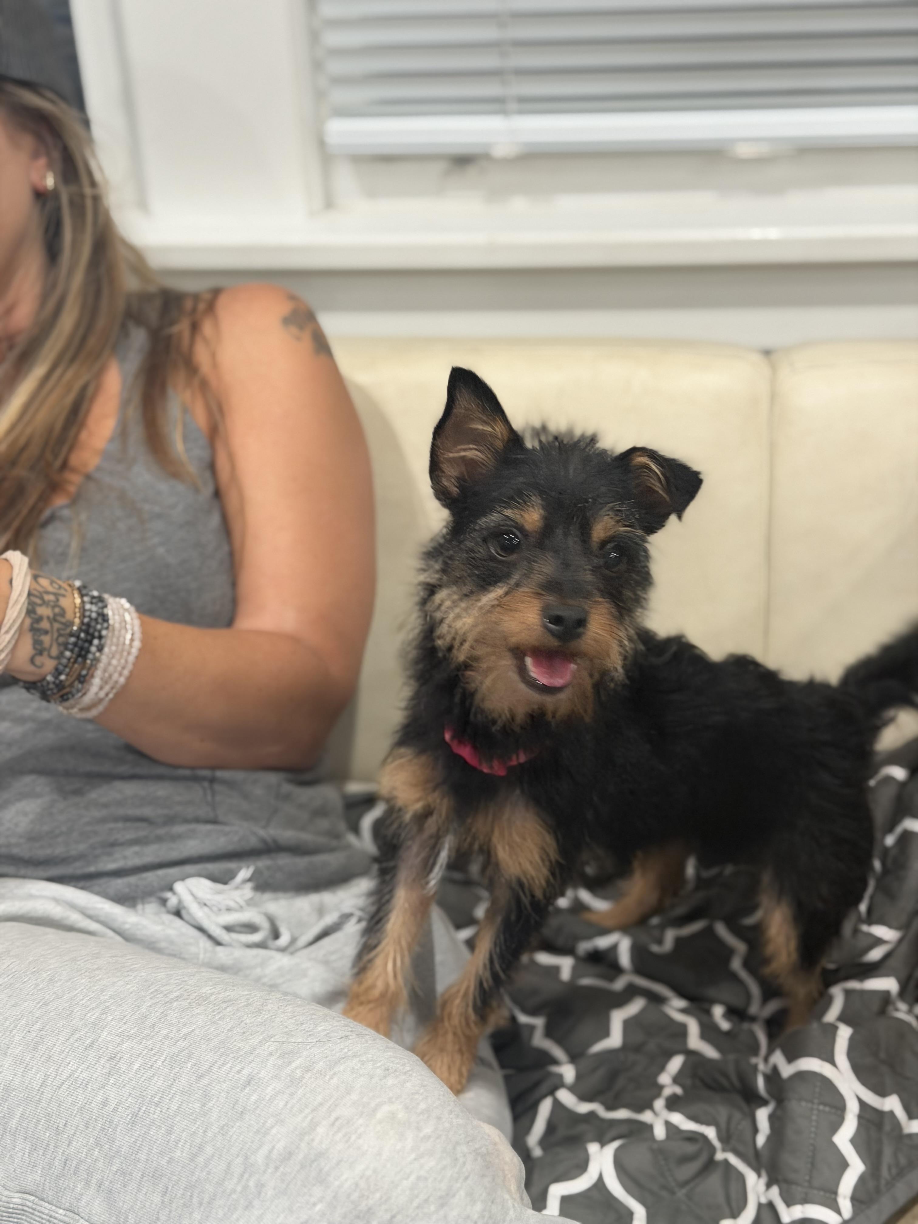 Cookie, a Adoptable mixed breed in Mahwah, NJ image 5/6