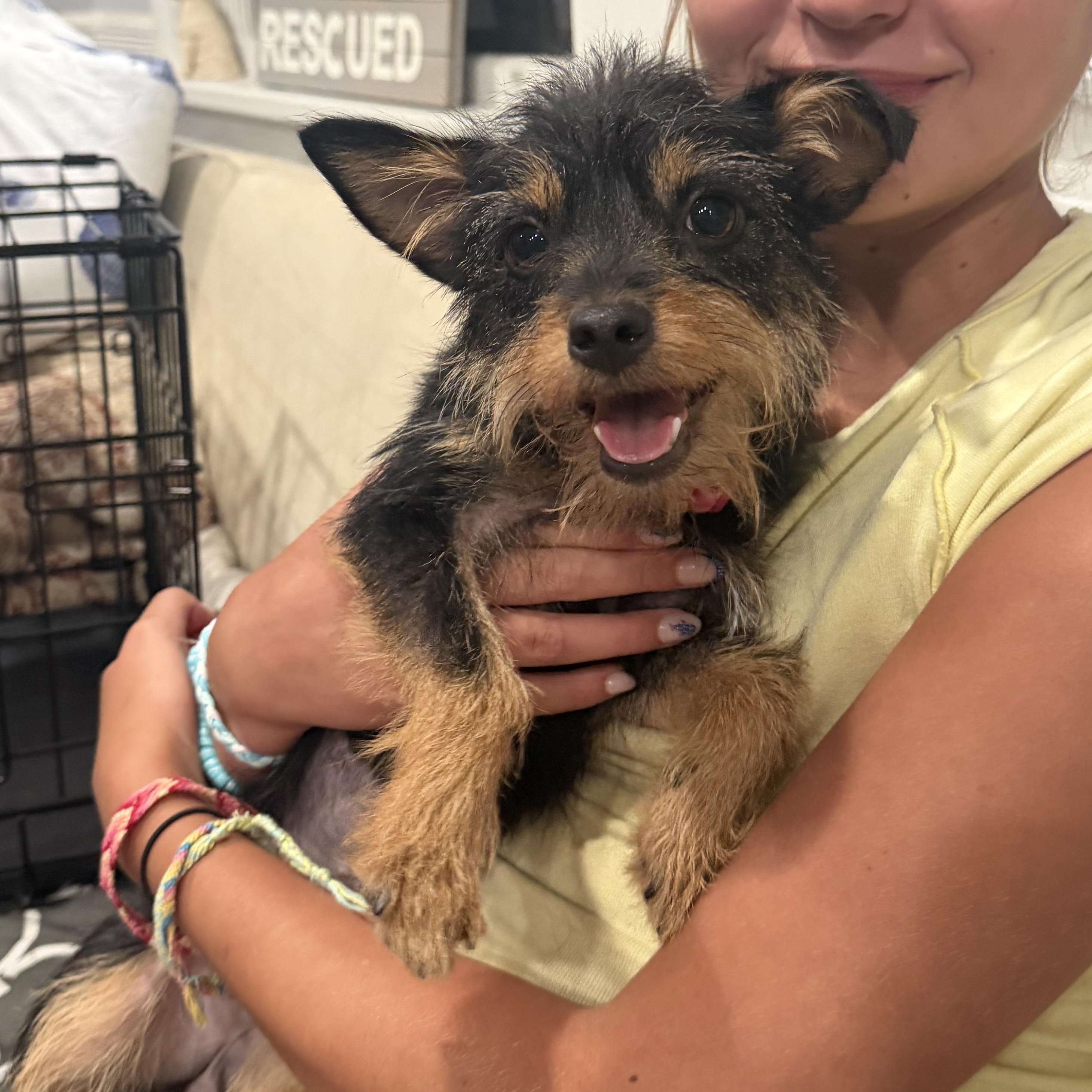 Cookie, Adoptable, Puppy Female Yorkshire Terrier & Chihuahua.