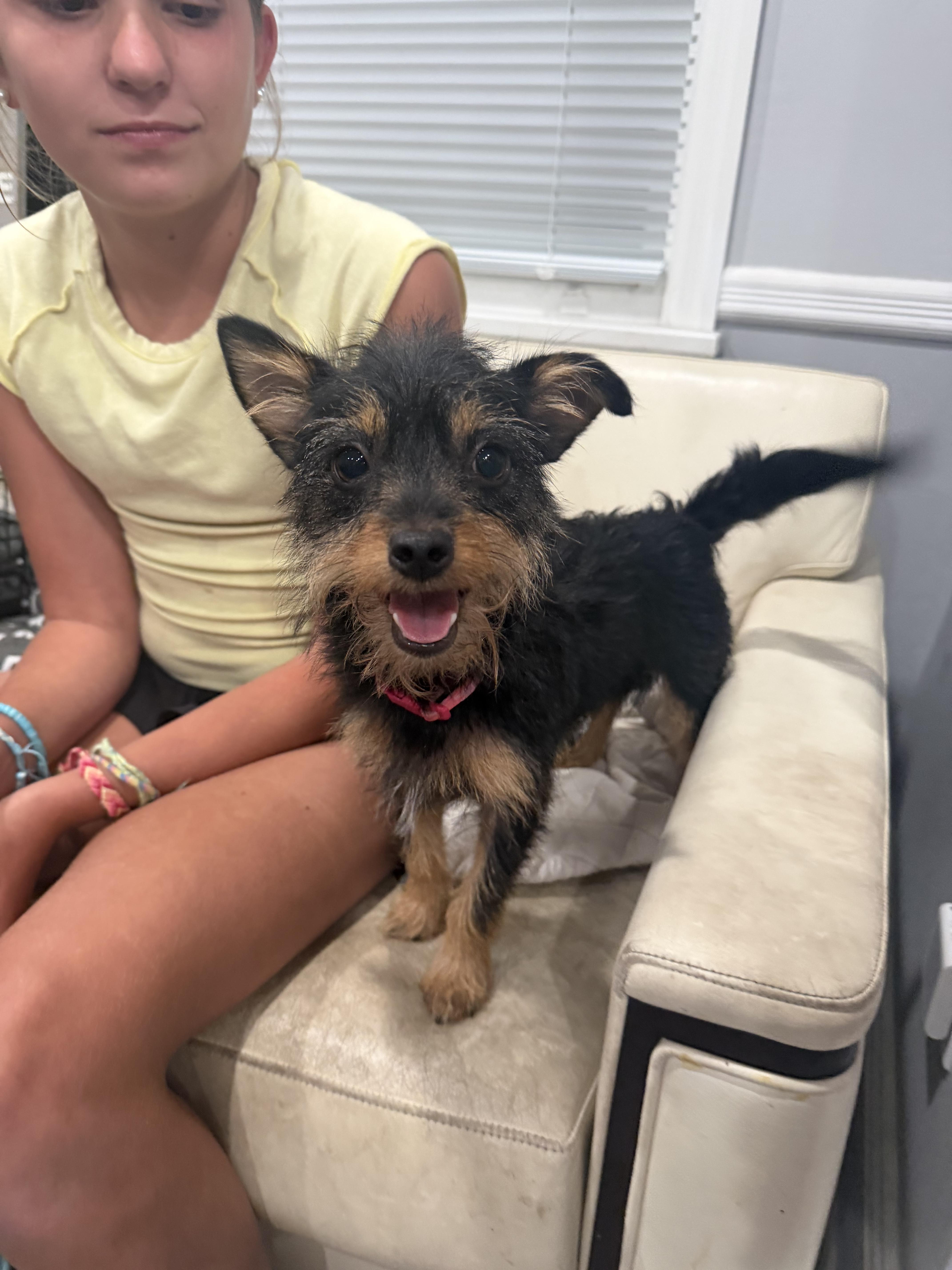 Cookie, a Adoptable mixed breed in Mahwah, NJ image 6/6