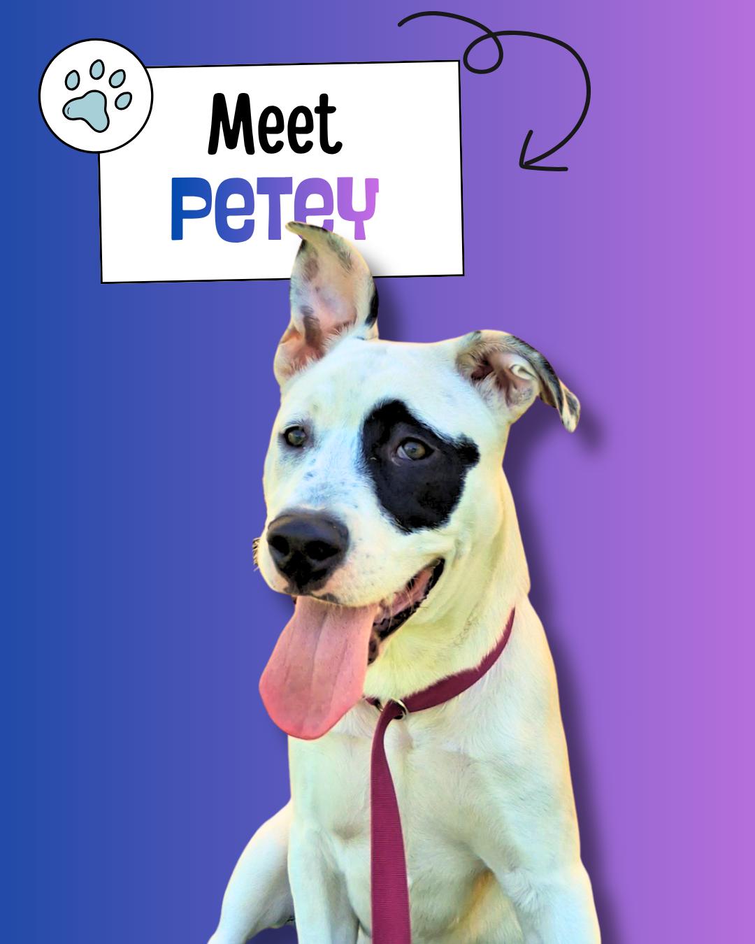 Petey, adopted, Young Male Australian Shepherd & Pit Bull Terrier.