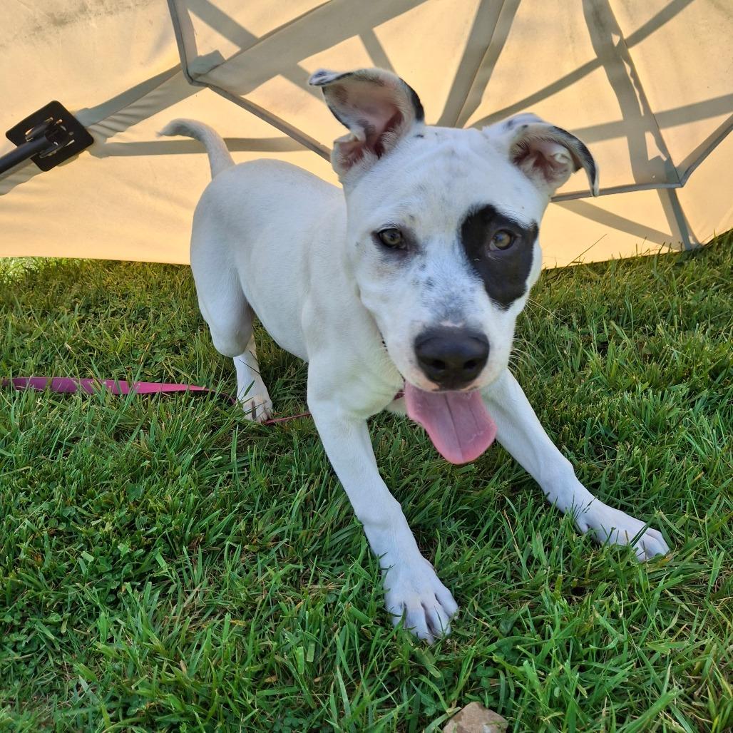 Petey, an adopted mixed breed in Sulphur, KY image 4/6