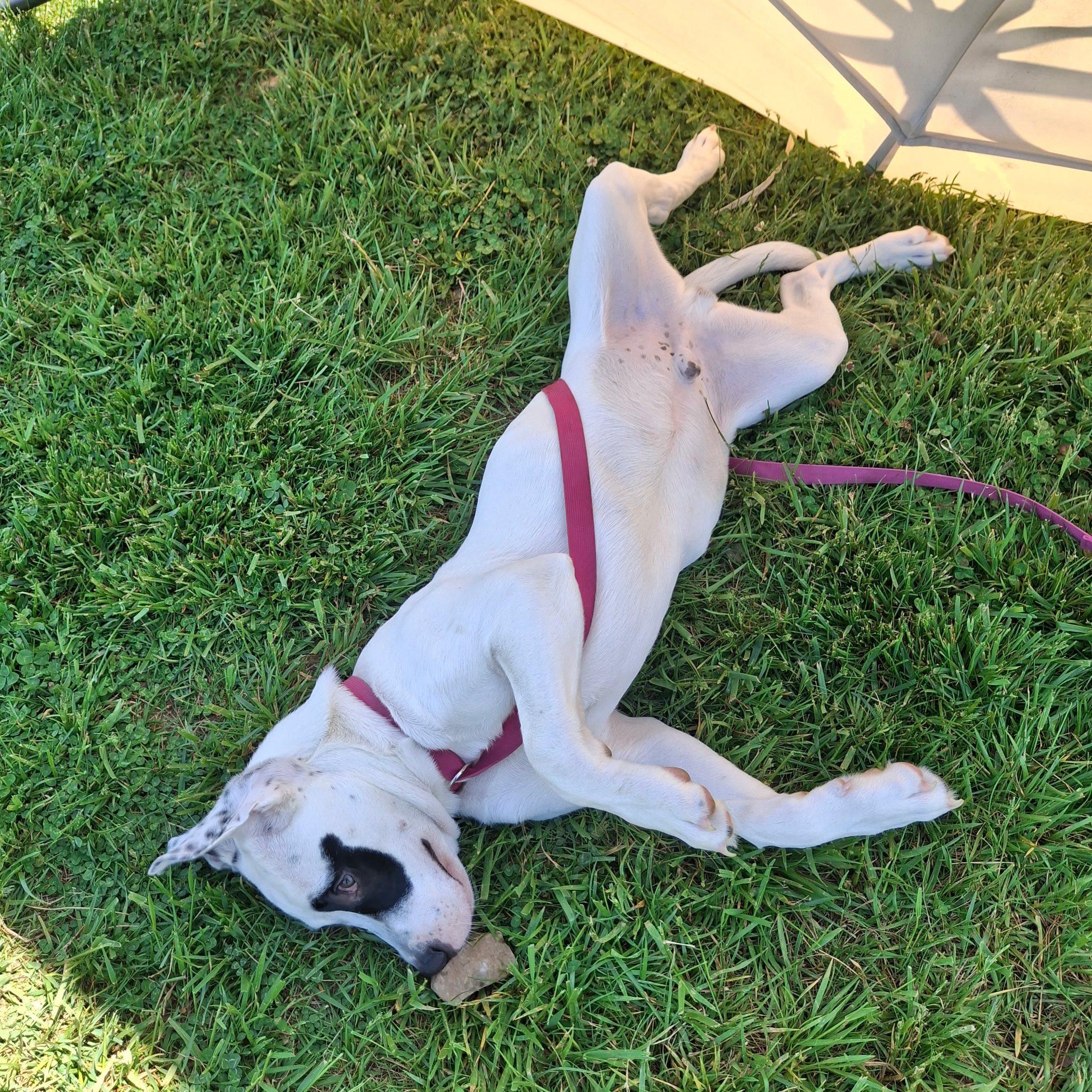 Petey, an adopted mixed breed in Sulphur, KY image 3/6