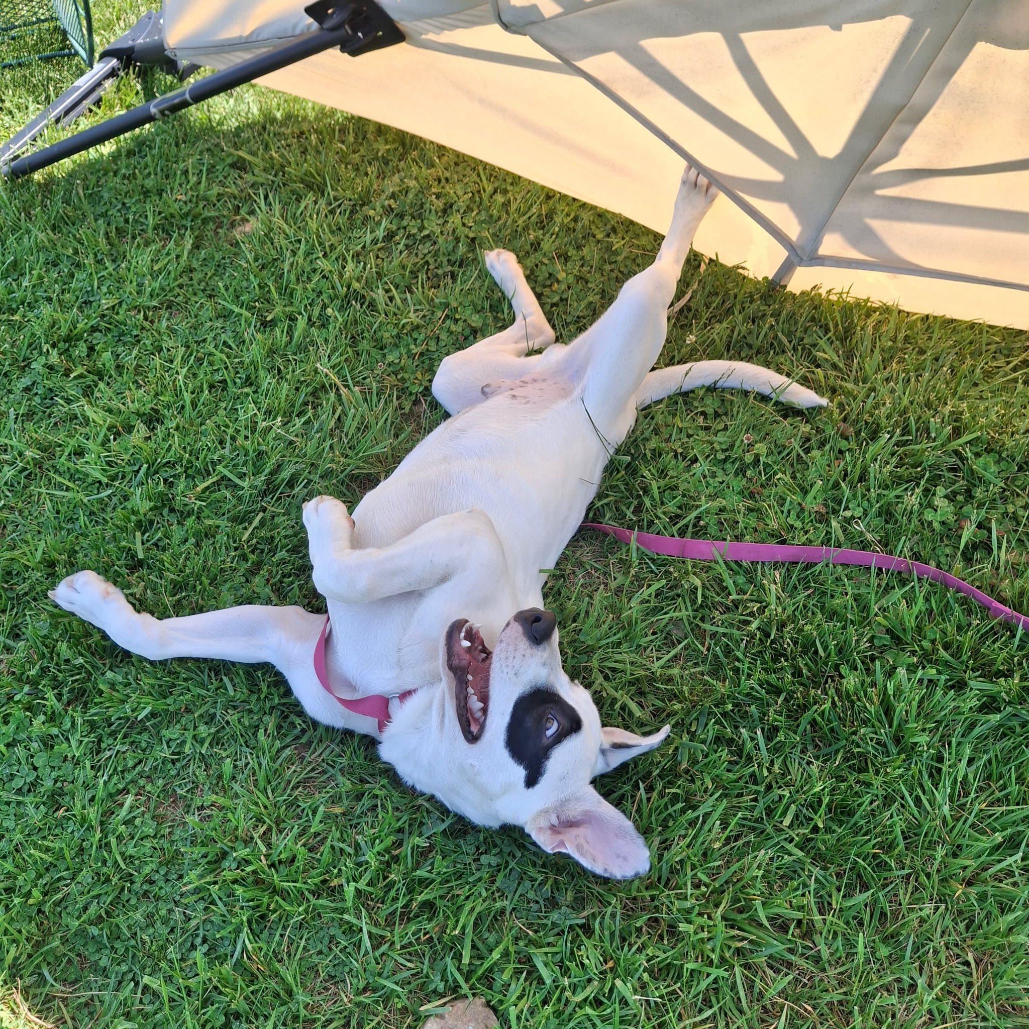 Petey, an adopted mixed breed in Sulphur, KY image 2/6