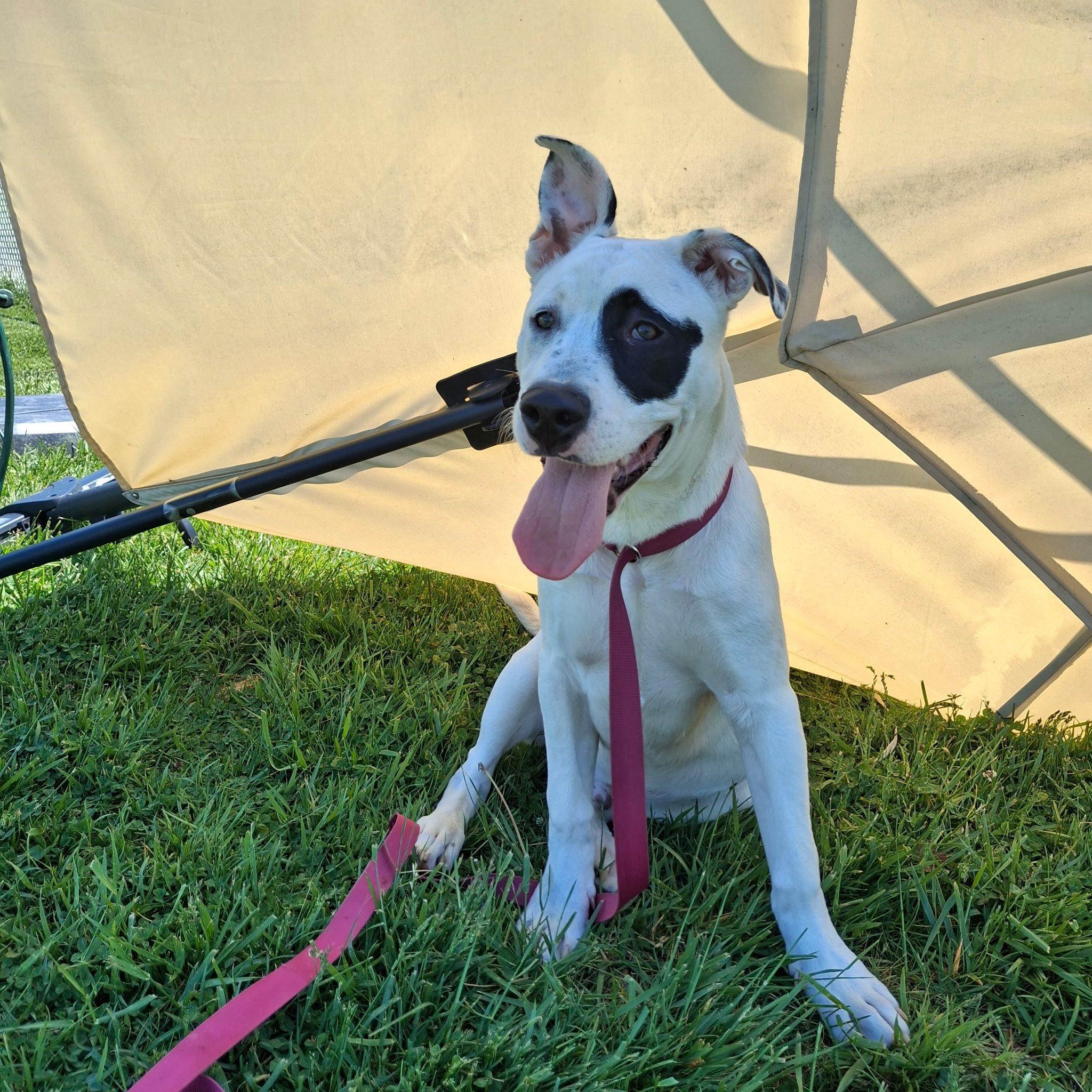 Petey, an adopted mixed breed in Sulphur, KY image 6/6