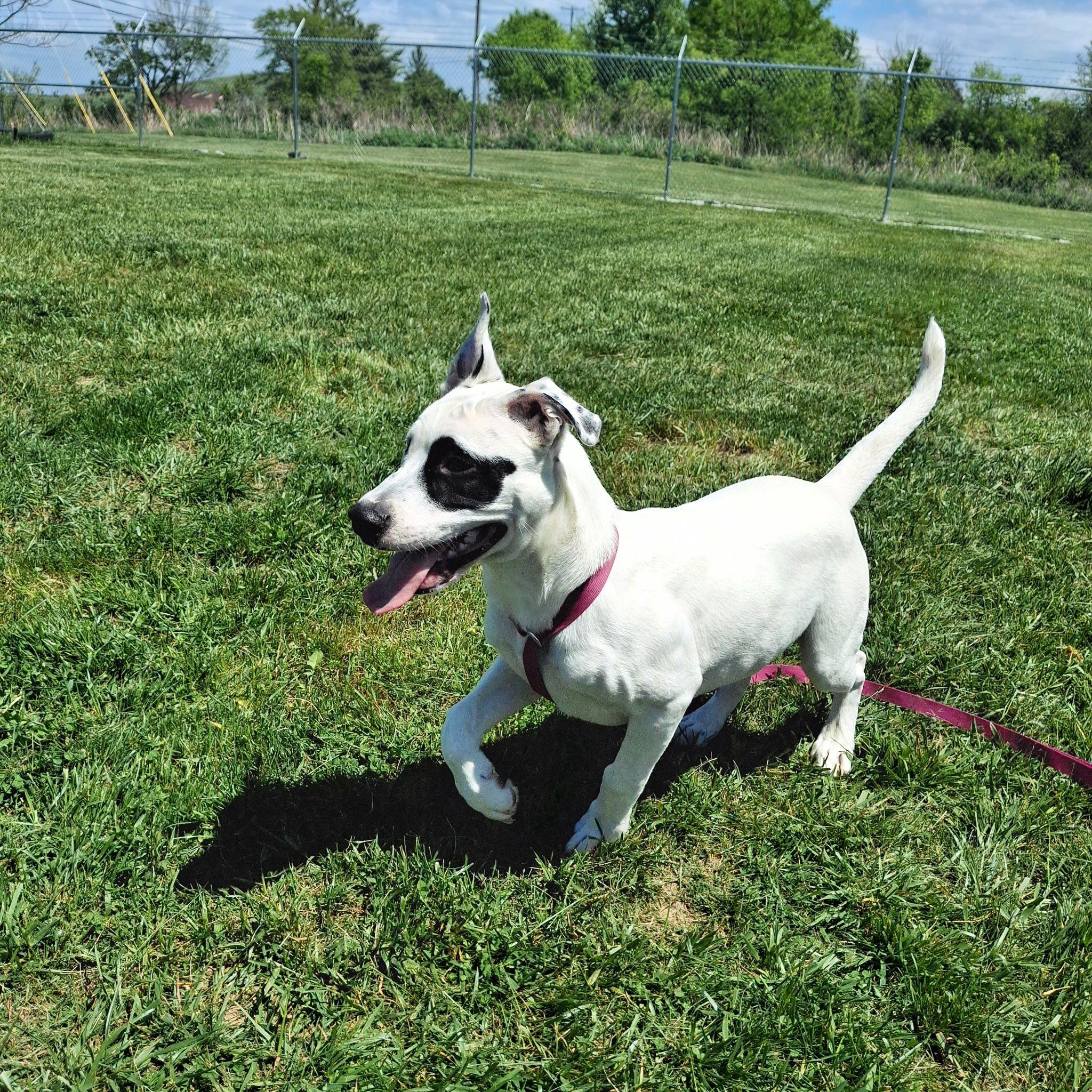 Petey, an adopted mixed breed in Sulphur, KY image 5/6
