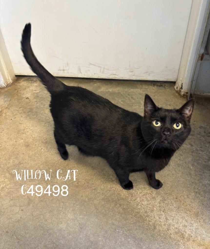 Willow Cat, Adoptable, Adult Female Domestic Short Hair.