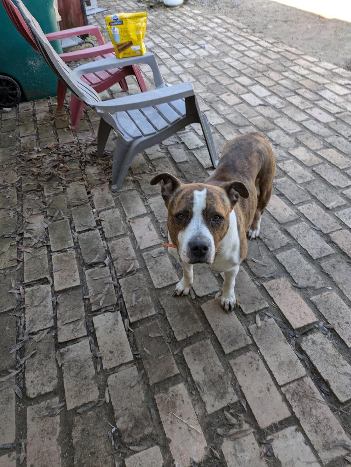Enlarge Pauline, a Adoptable mixed breed in Pine Bluff, AR image 1/6