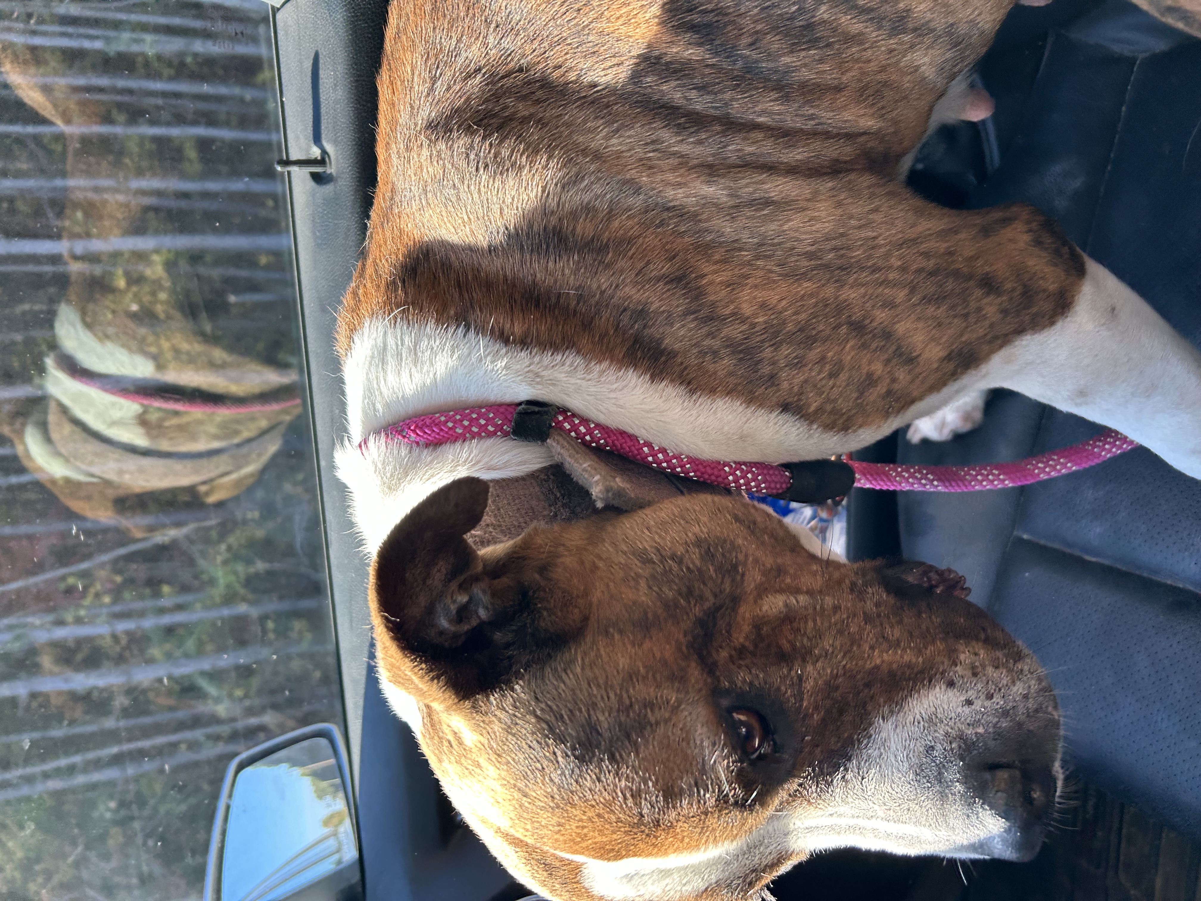 Enlarge Pauline, a Adoptable mixed breed in Pine Bluff, AR image 2/6