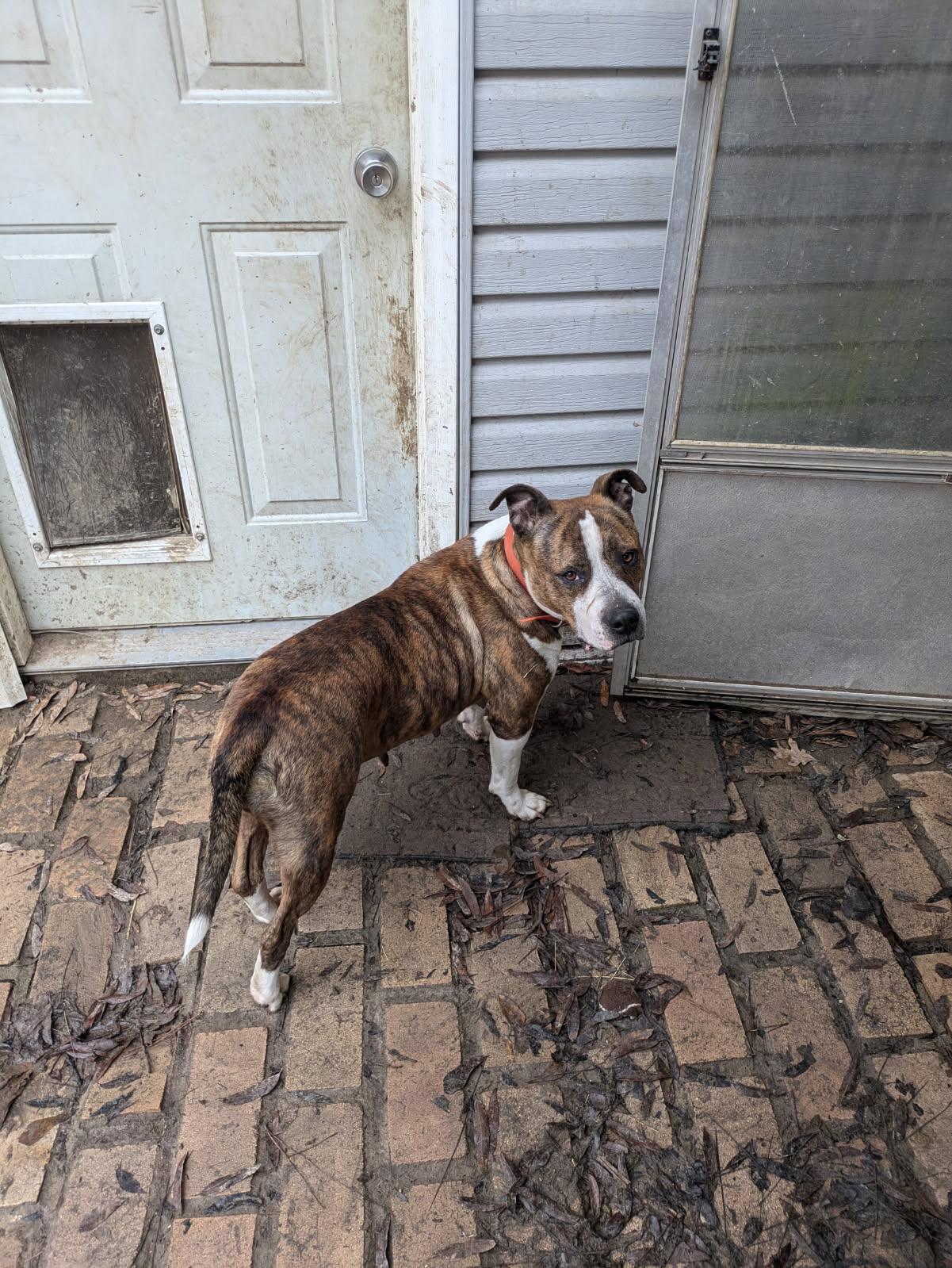 Enlarge Pauline, a Adoptable mixed breed in Pine Bluff, AR image 5/6