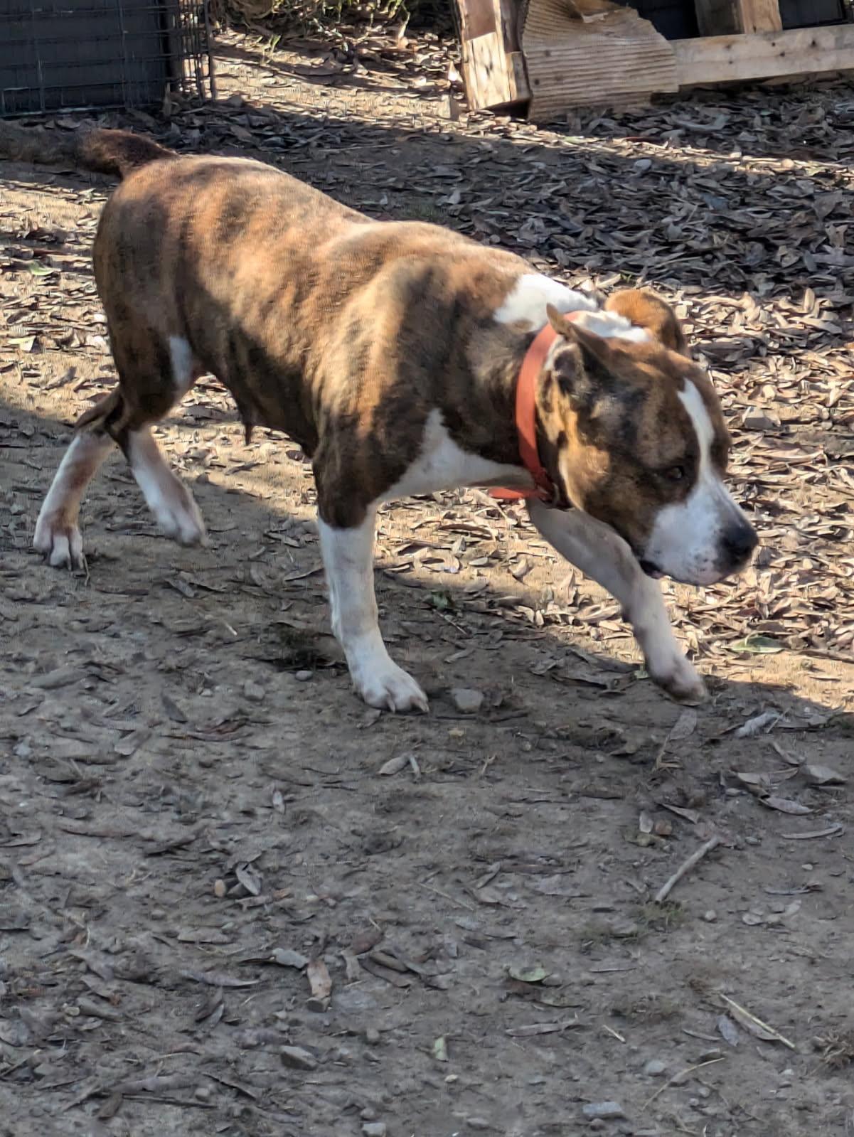 Enlarge Pauline, a Adoptable mixed breed in Pine Bluff, AR image 6/6