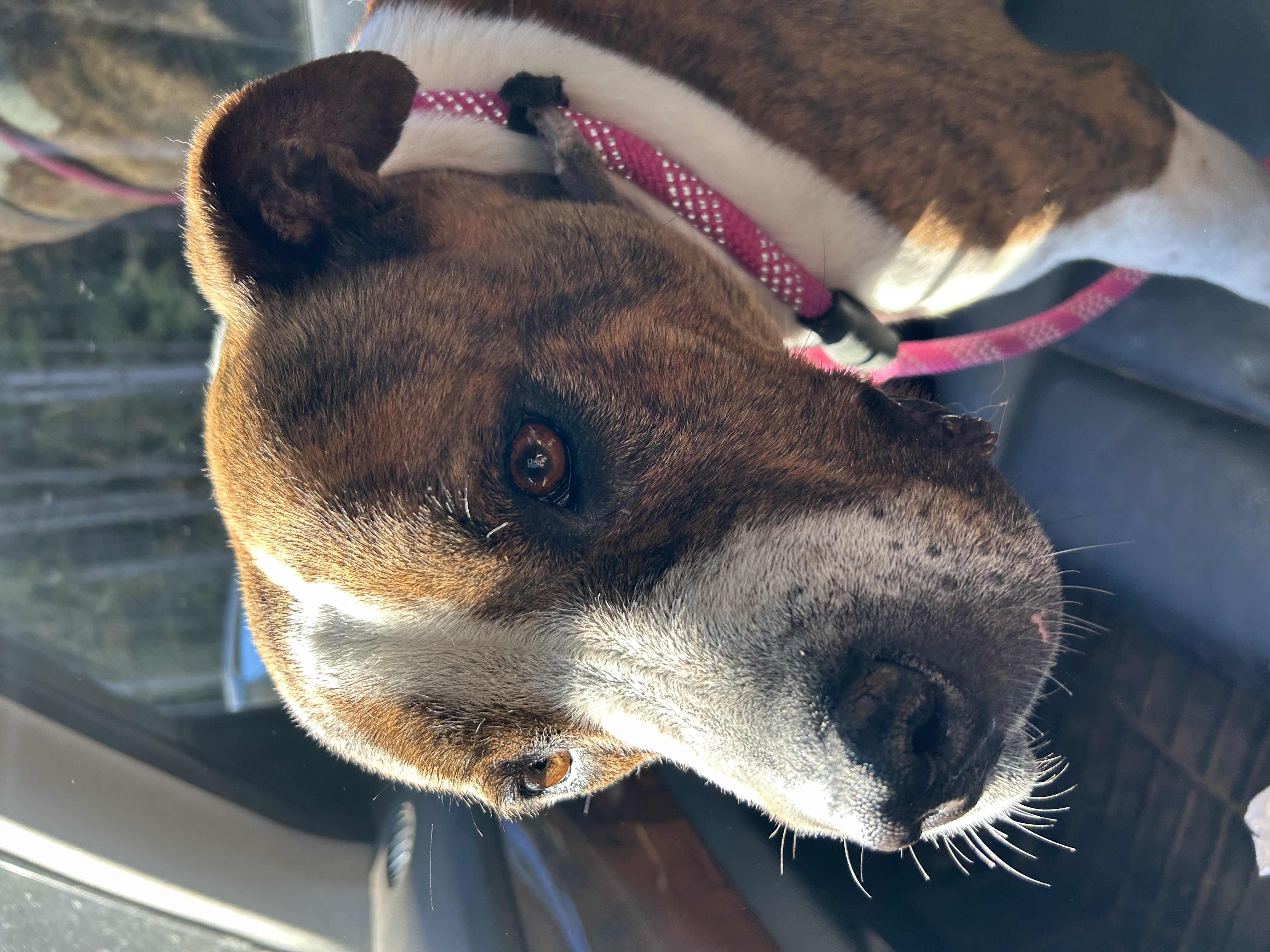 Enlarge Pauline, a Adoptable mixed breed in Pine Bluff, AR image 3/6