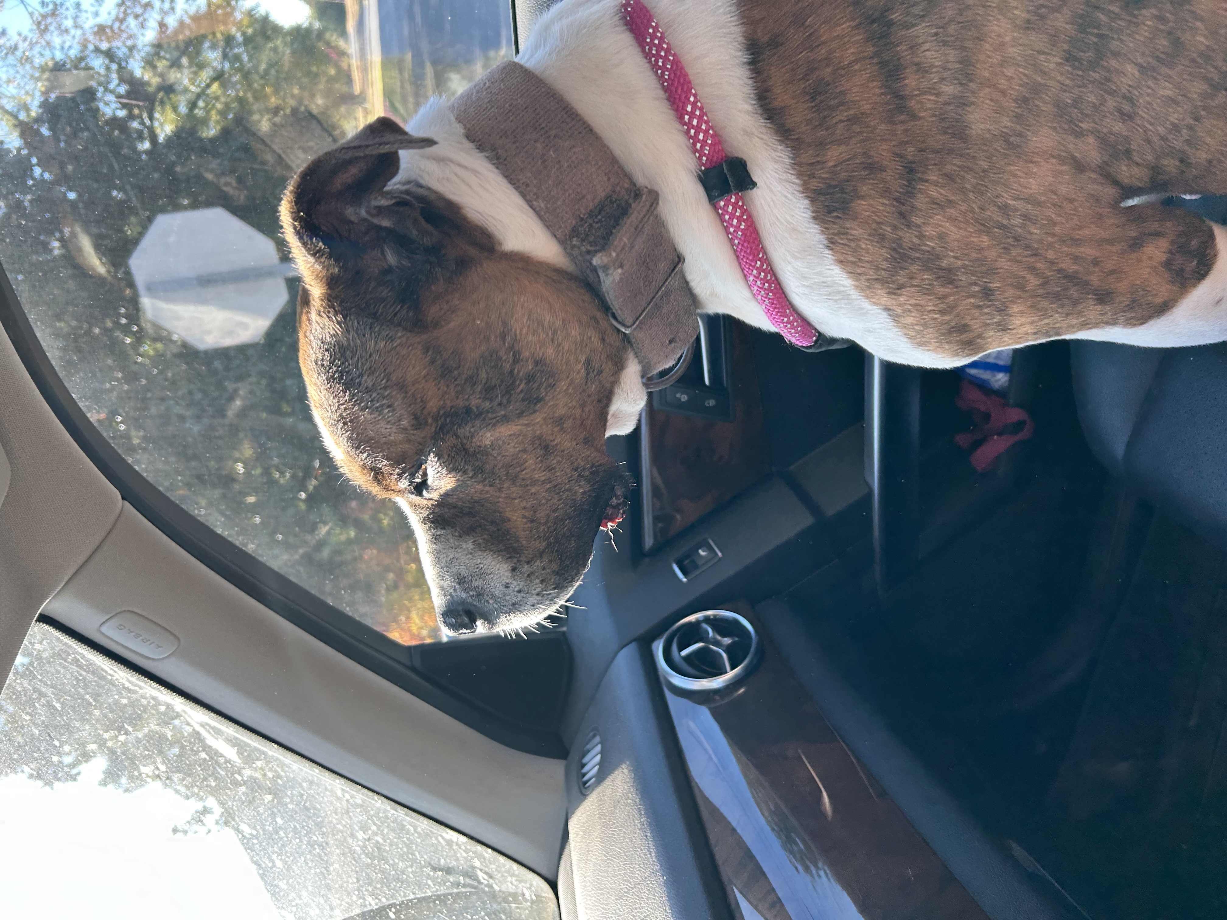 Enlarge Pauline, a Adoptable mixed breed in Pine Bluff, AR image 4/6