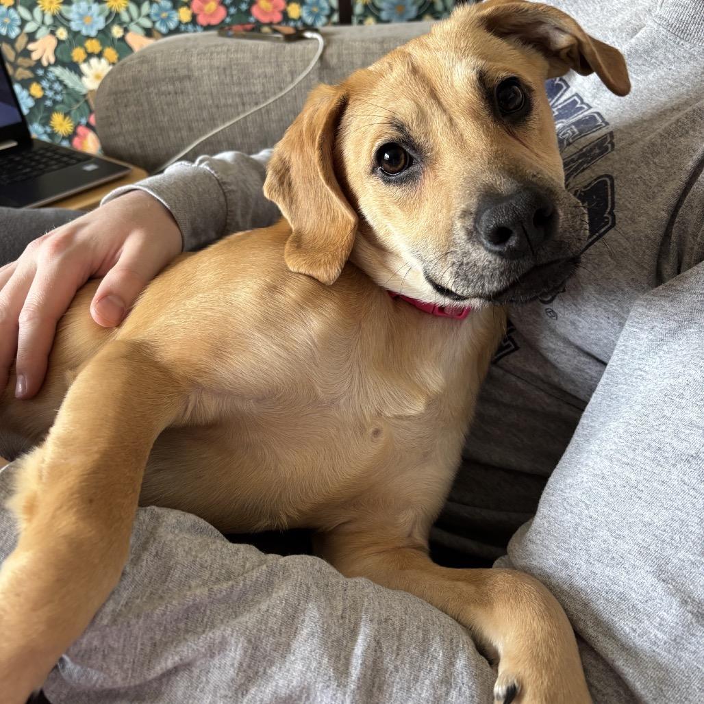 Ruby, Adoptable, Young Female Mixed Breed.
