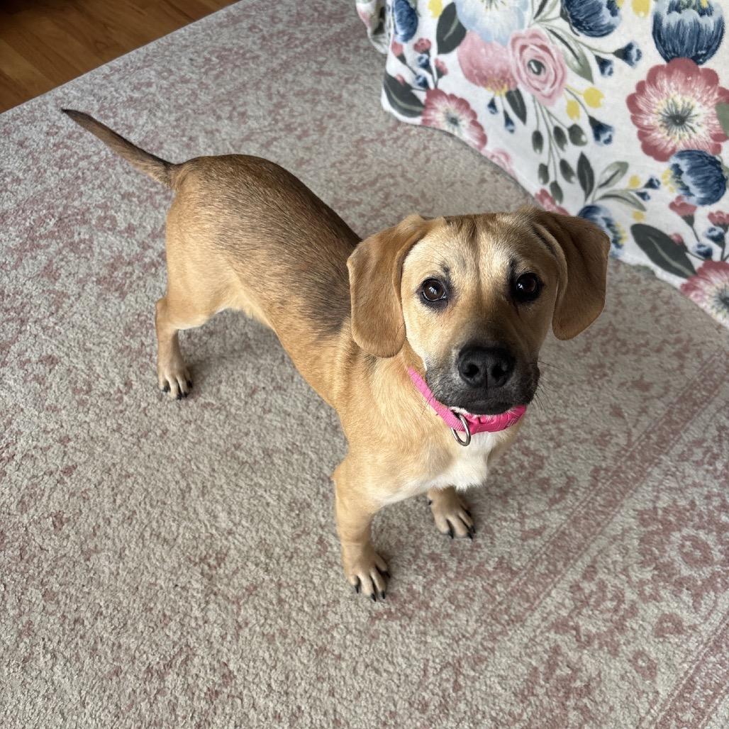 Enlarge Ruby, a Adoptable Mixed Breed in Kansas City, MO image 2/6